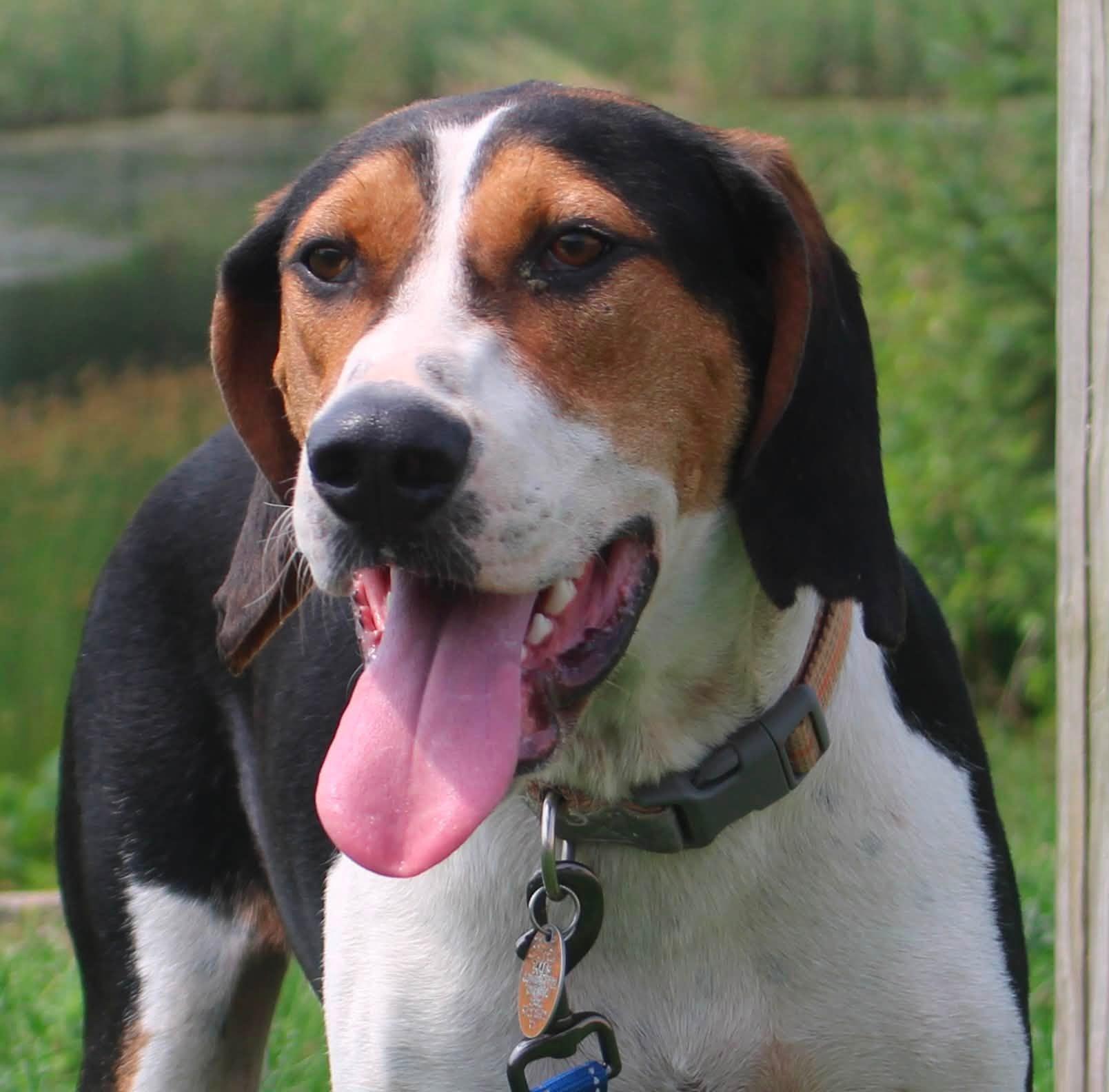 Whiskey, ADOPTABLE, Adult Male Treeing Walker Coonhound & Coonhound.