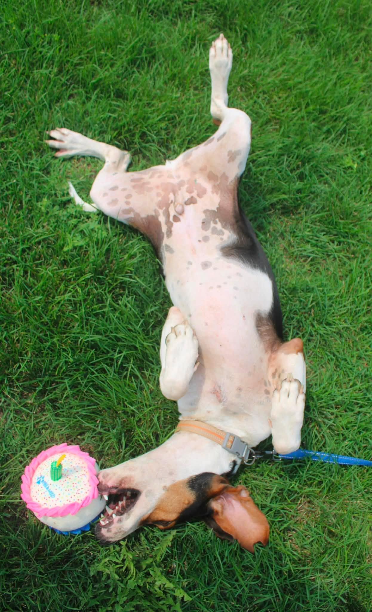 Whiskey, a ADOPTABLE mixed breed in Stuarts Draft, VA image 4/6