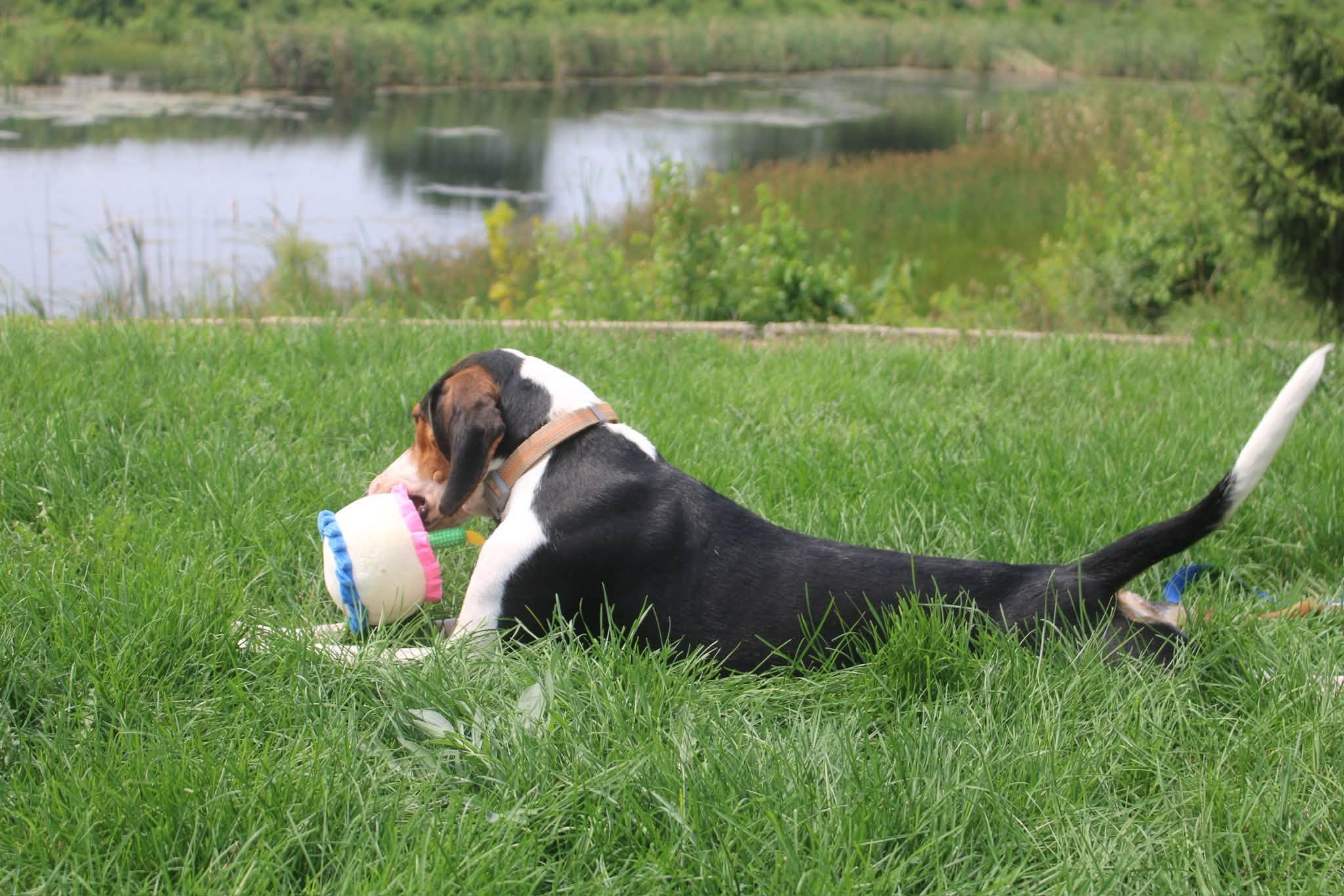 Whiskey, a ADOPTABLE mixed breed in Stuarts Draft, VA image 3/6
