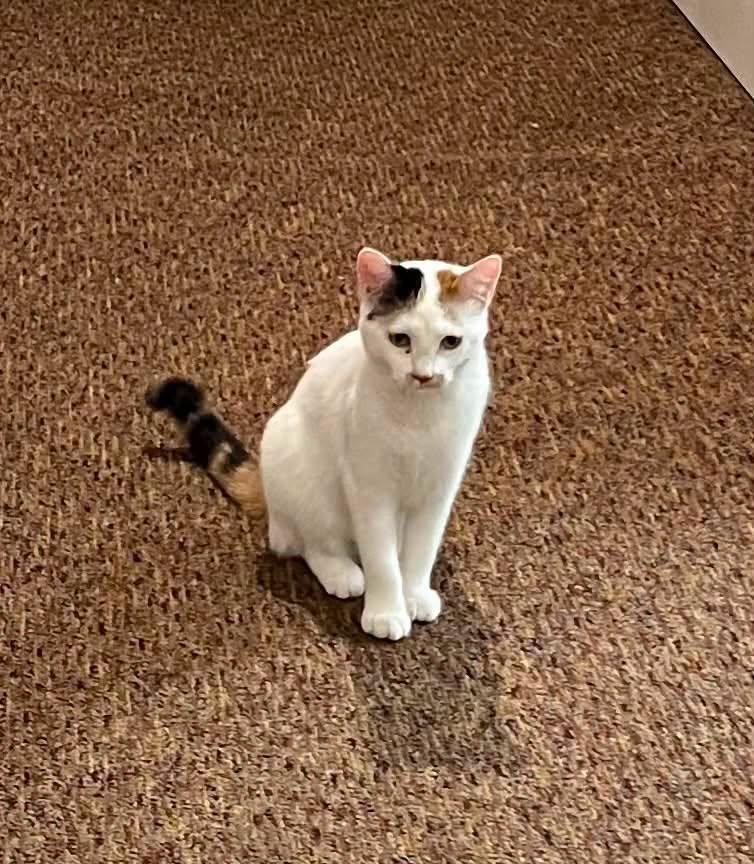 Frito, ADOPTABLE, Adult Female Domestic Short Hair.