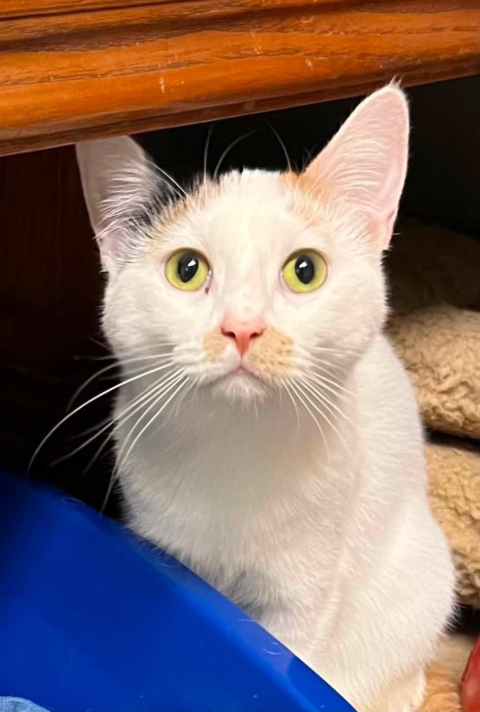 Frito, a ADOPTABLE Domestic Short Hair in Davenport, IA image 4/4