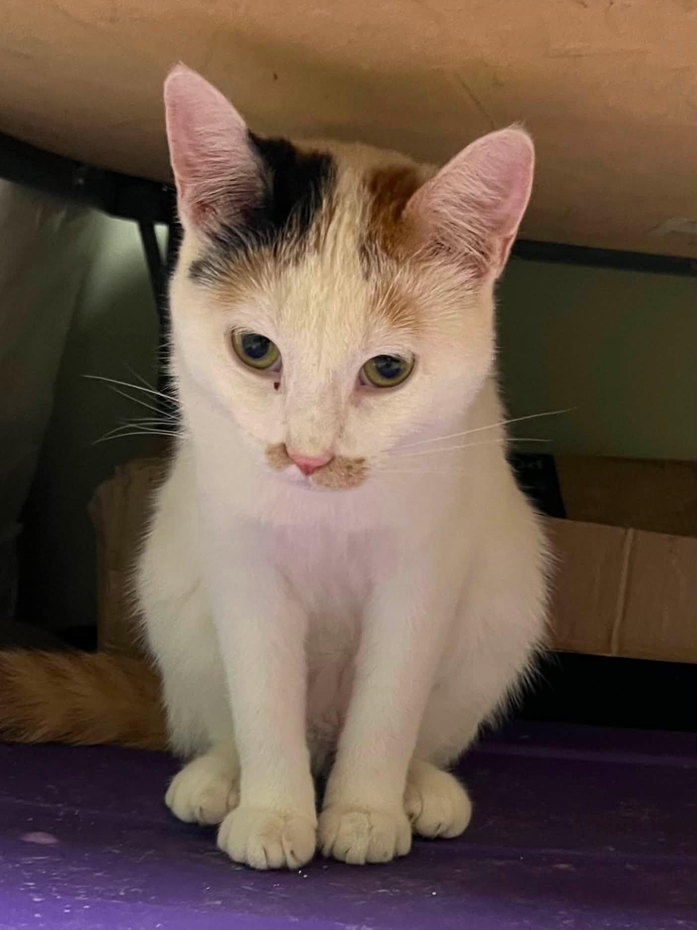 Frito, a ADOPTABLE Domestic Short Hair in Davenport, IA image 2/4