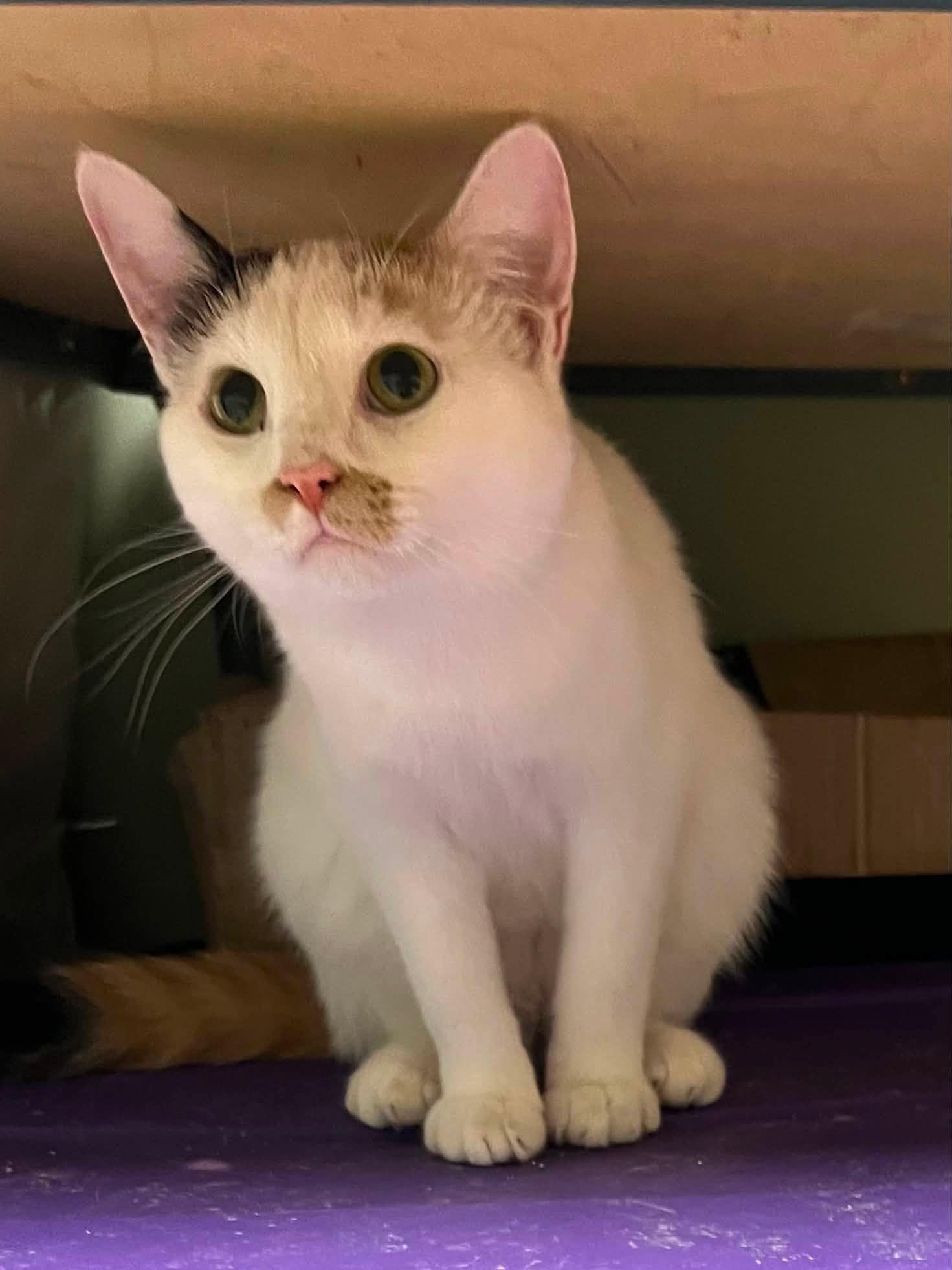 Frito, a ADOPTABLE Domestic Short Hair in Davenport, IA image 3/4