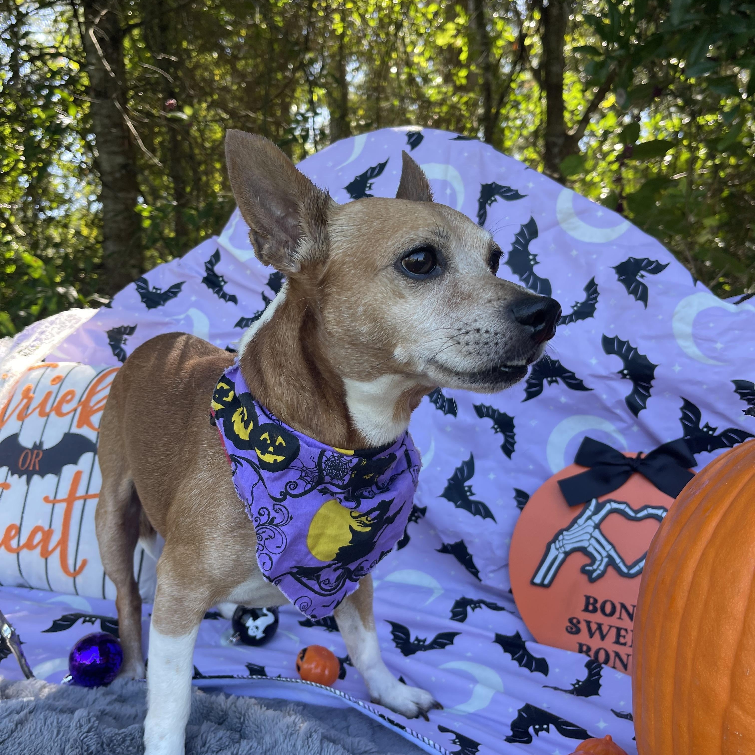 Enlarge Chauncey, a Adoptable mixed breed in Sebring, FL image 5/6