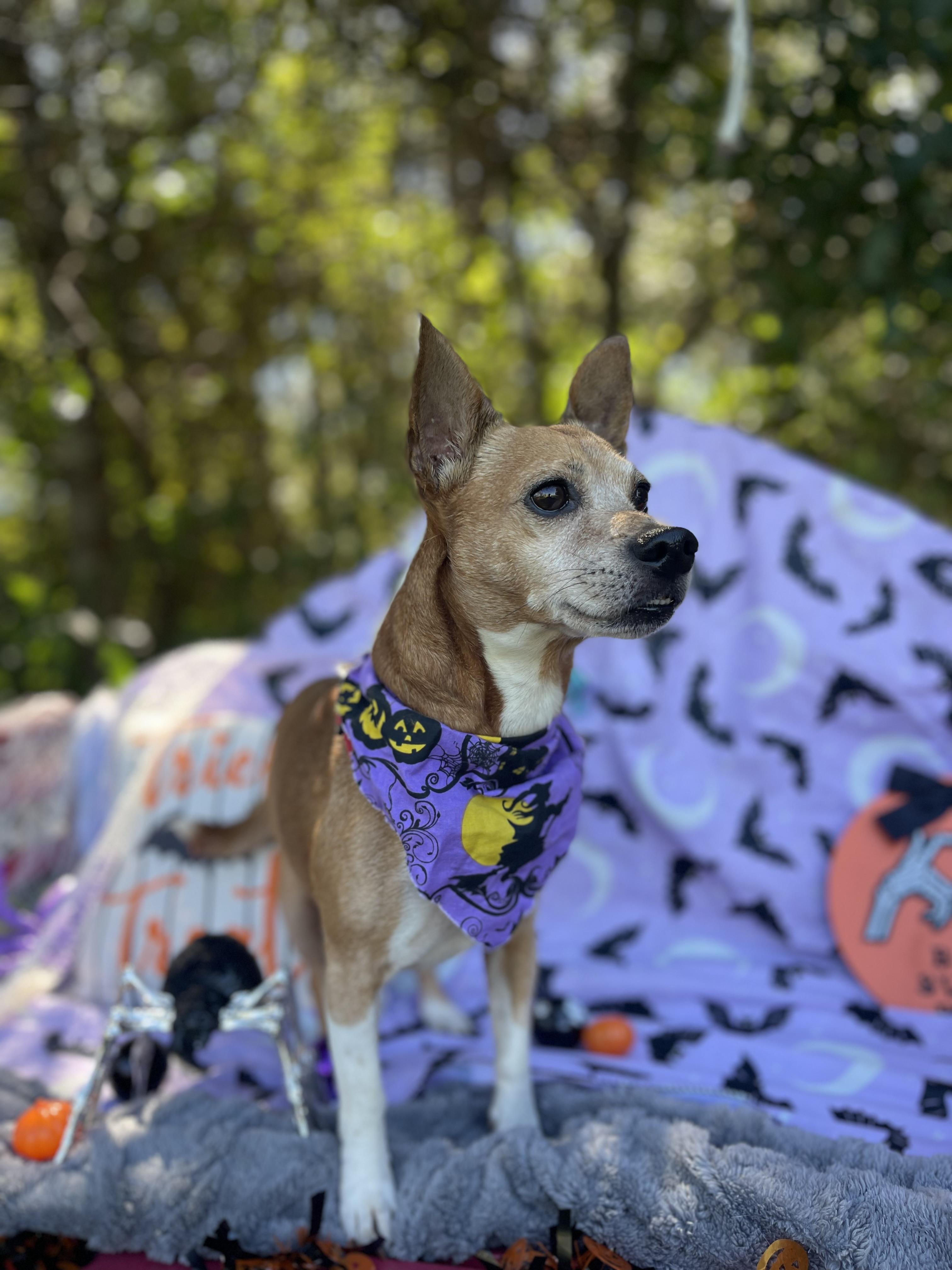 Enlarge Chauncey, a Adoptable mixed breed in Sebring, FL image 2/6