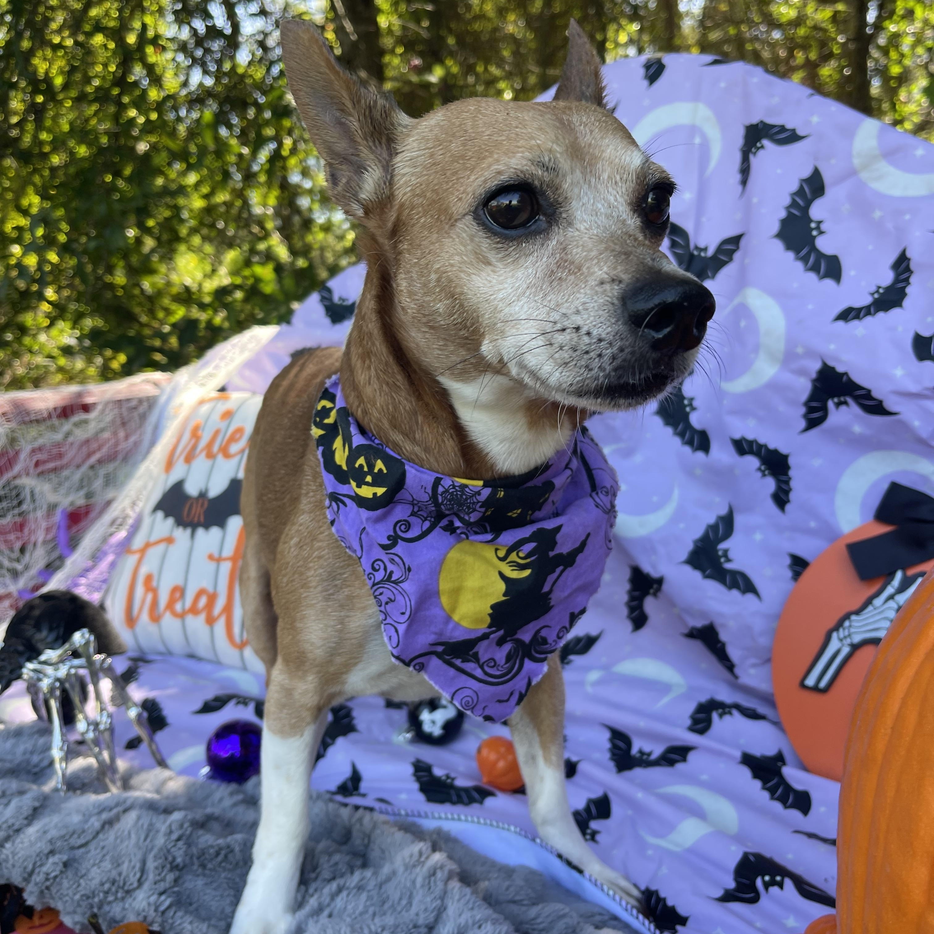 Enlarge Chauncey, a Adoptable mixed breed in Sebring, FL image 4/6