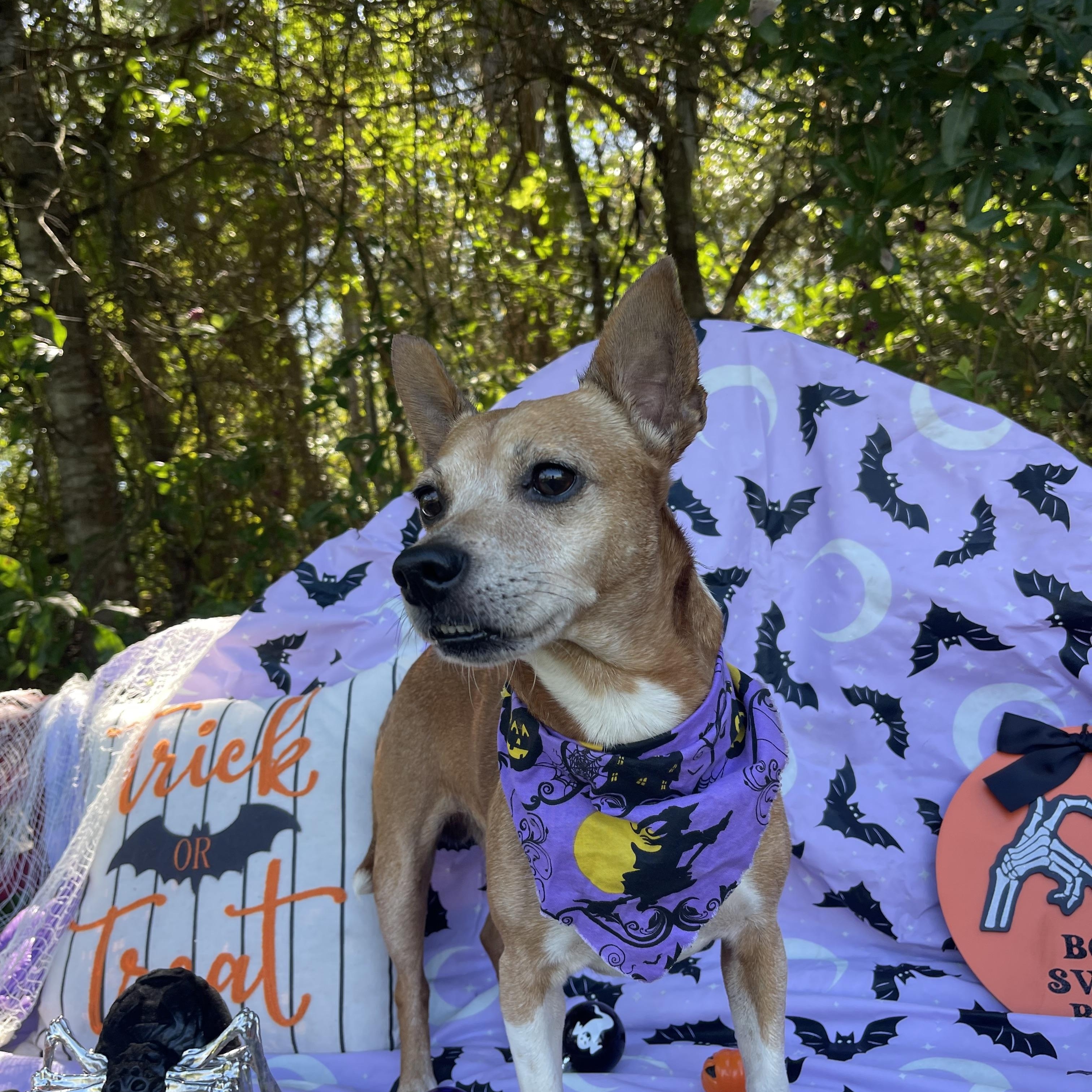 Enlarge Chauncey, a Adoptable mixed breed in Sebring, FL image 3/6