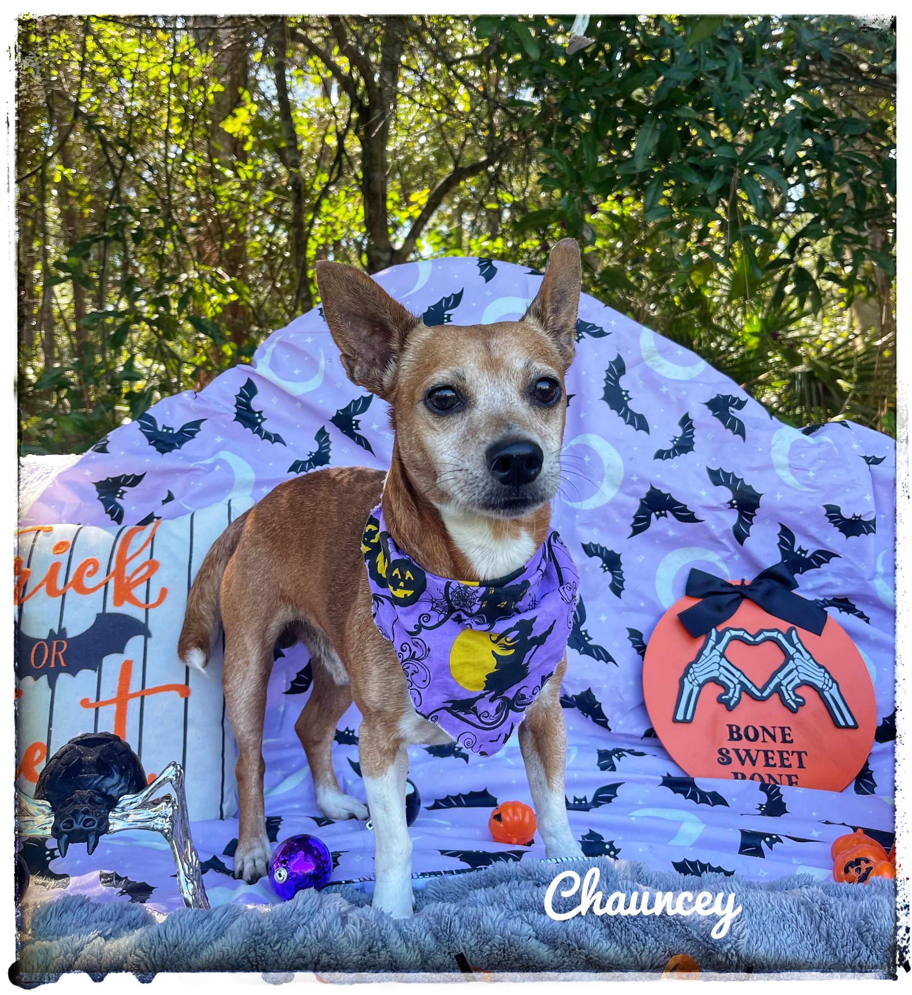 Enlarge Chauncey, a Adoptable mixed breed in Sebring, FL image 1/6