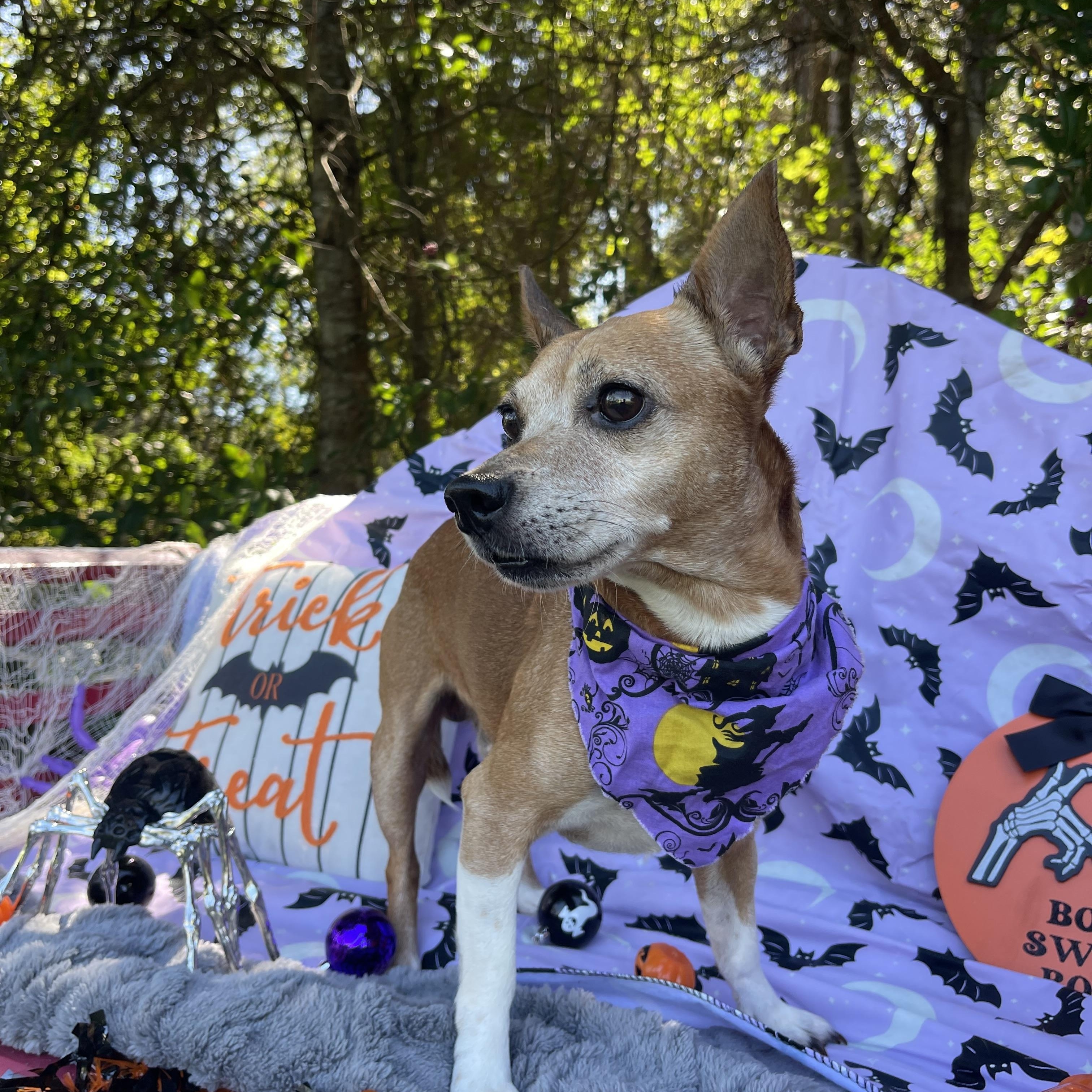 Enlarge Chauncey, a Adoptable mixed breed in Sebring, FL image 6/6