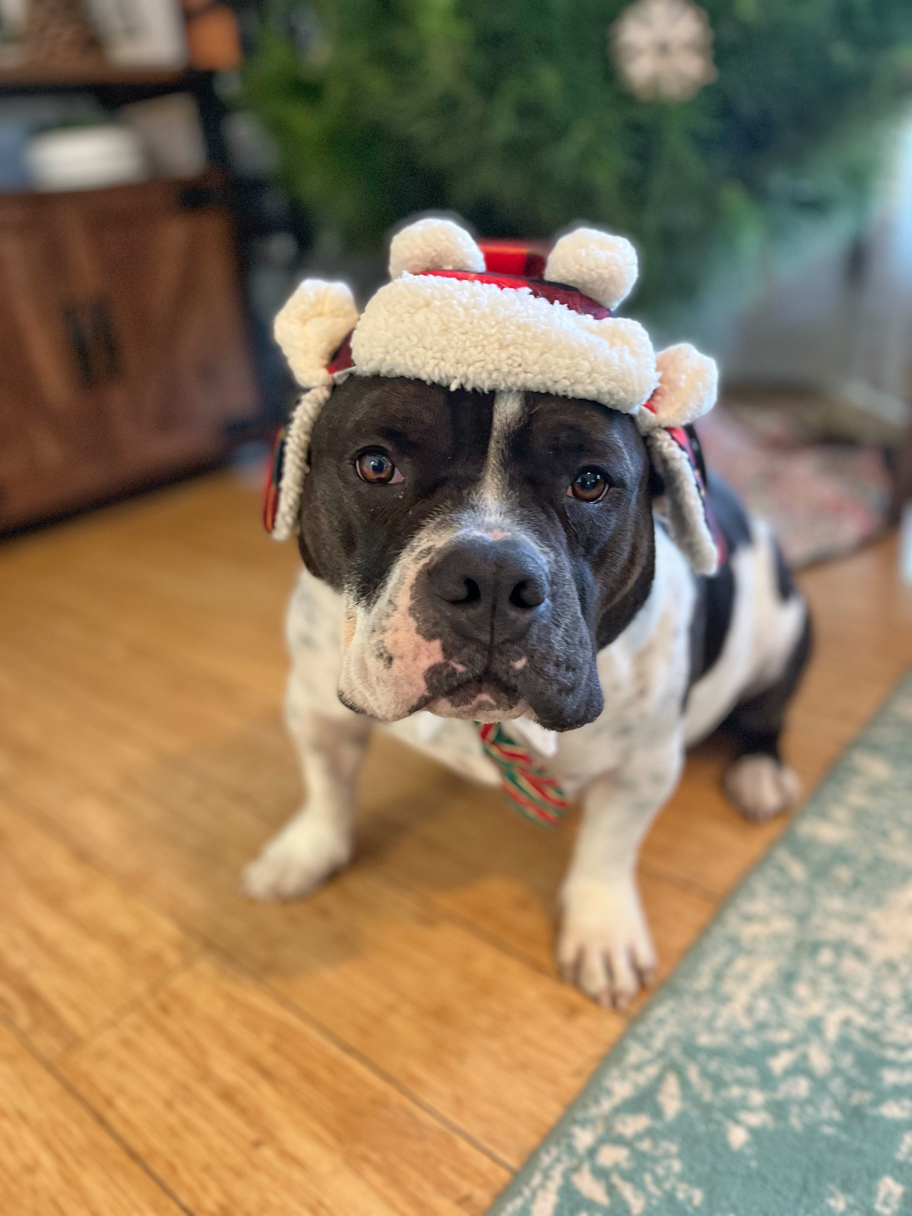 Enlarge Biggie, a Adopted mixed breed in La Habra, CA image 1/5