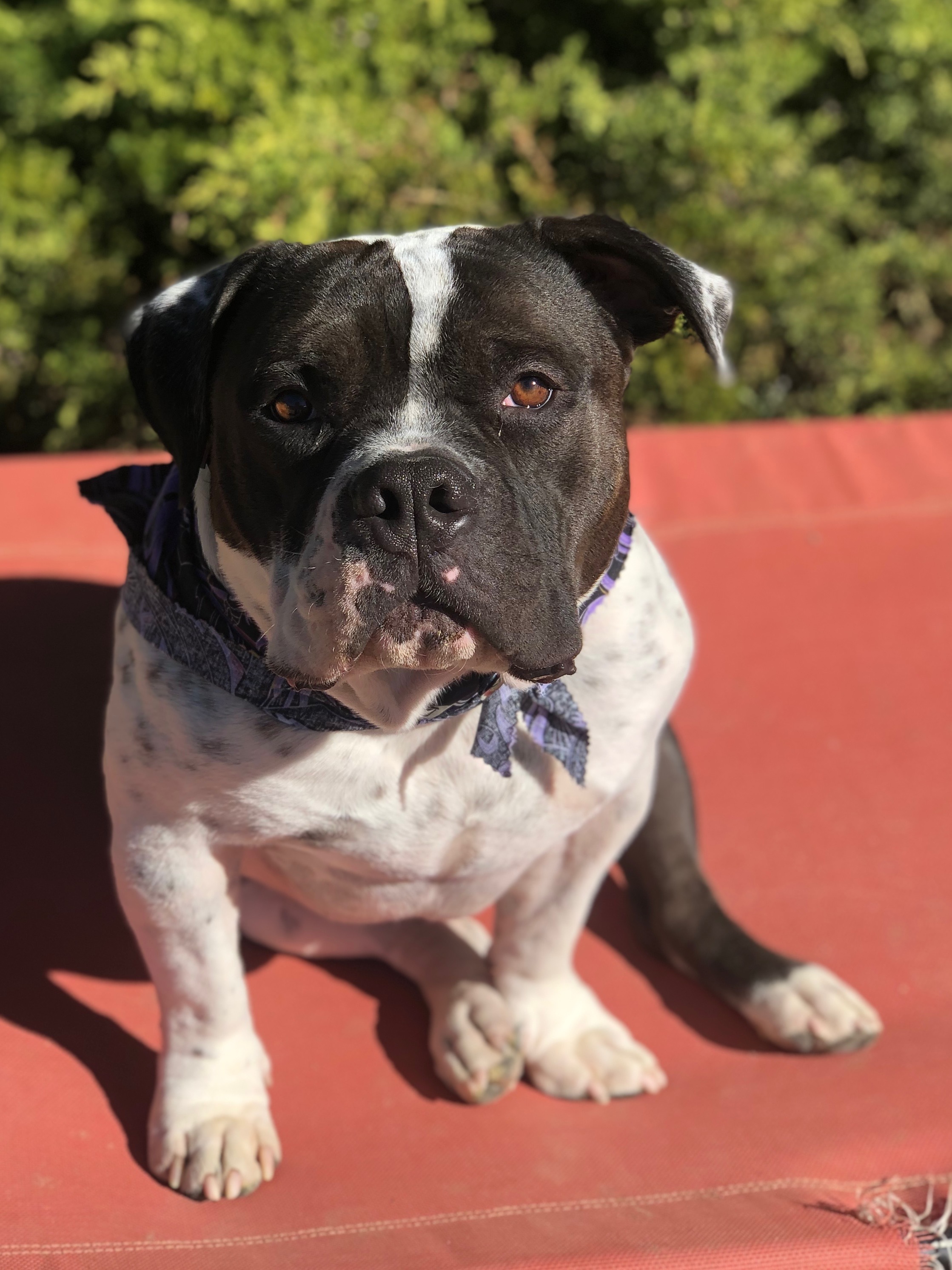 Enlarge Biggie, a Adopted mixed breed in La Habra, CA image 2/5