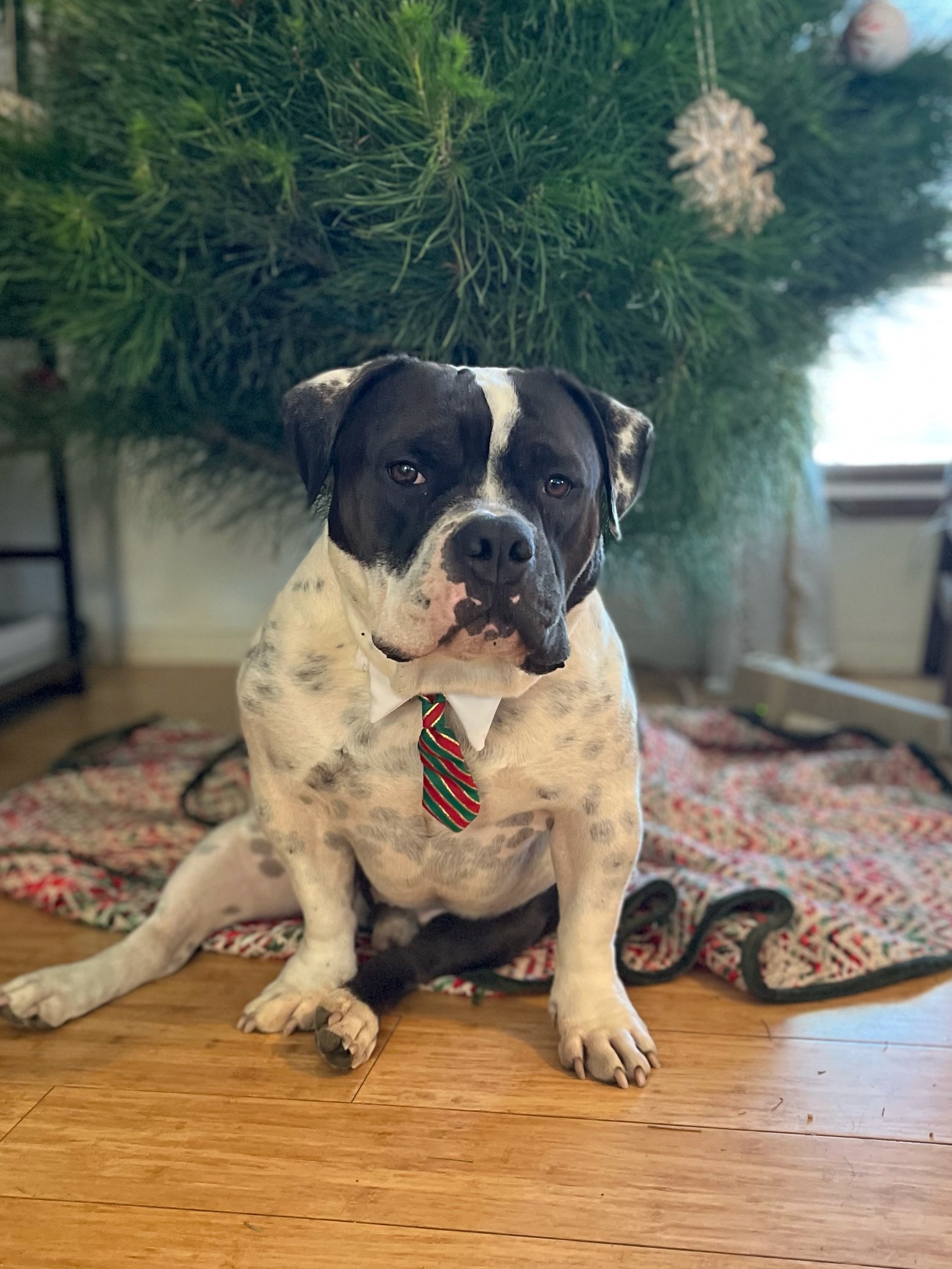 Enlarge Biggie, a Adopted mixed breed in La Habra, CA image 3/5