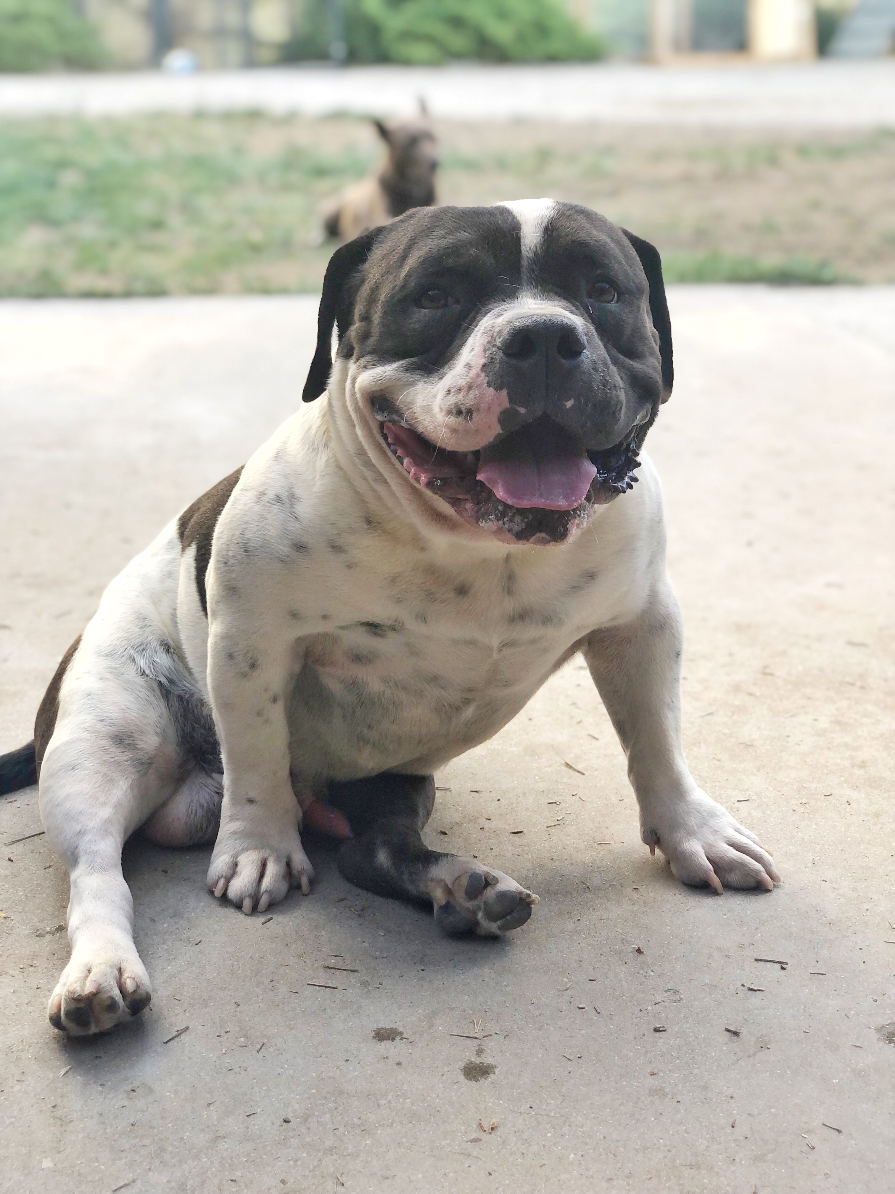 Enlarge Biggie, a Adopted mixed breed in La Habra, CA image 4/5