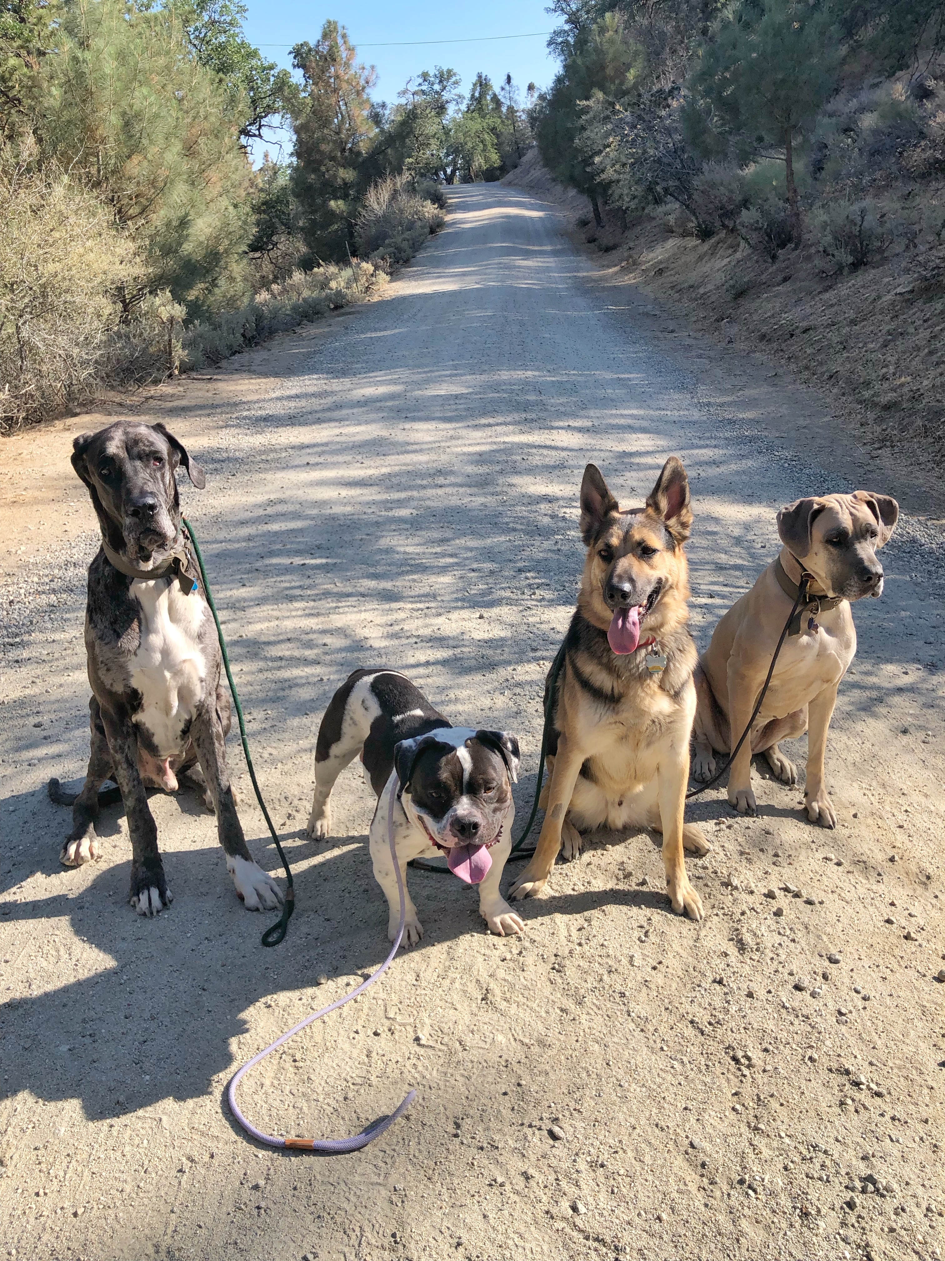 Enlarge Biggie, a Adopted mixed breed in La Habra, CA image 5/5