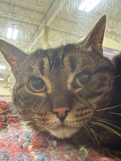 Terra (bonded with Angel), Adoptable, Adult Female Domestic Short Hair.