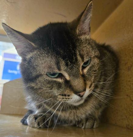 Enlarge Terra (bonded with Angel), a Adoptable Domestic Short Hair in Keswick, ON image 2/3