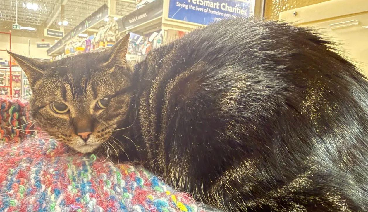 Terra (bonded with Angel), a Adoptable Domestic Short Hair in Keswick, ON image 2/2