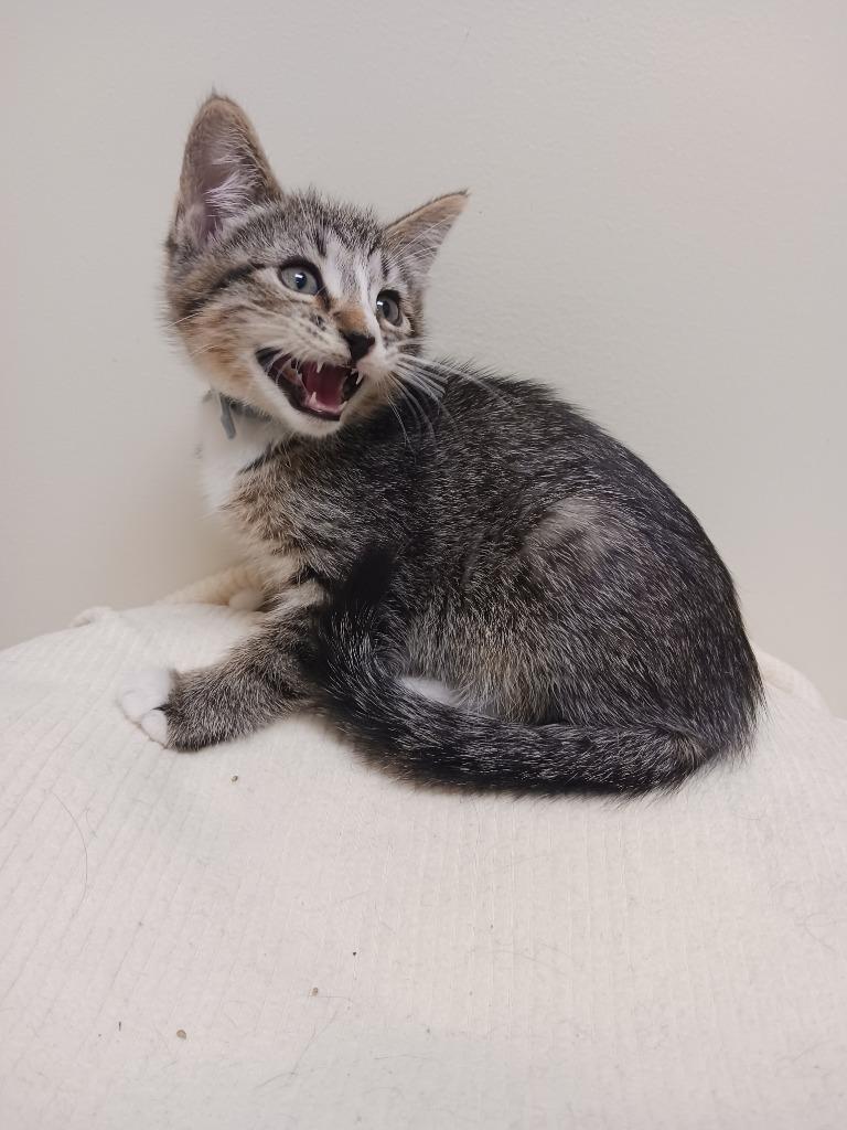 Jabba The Cat thumbnail 2