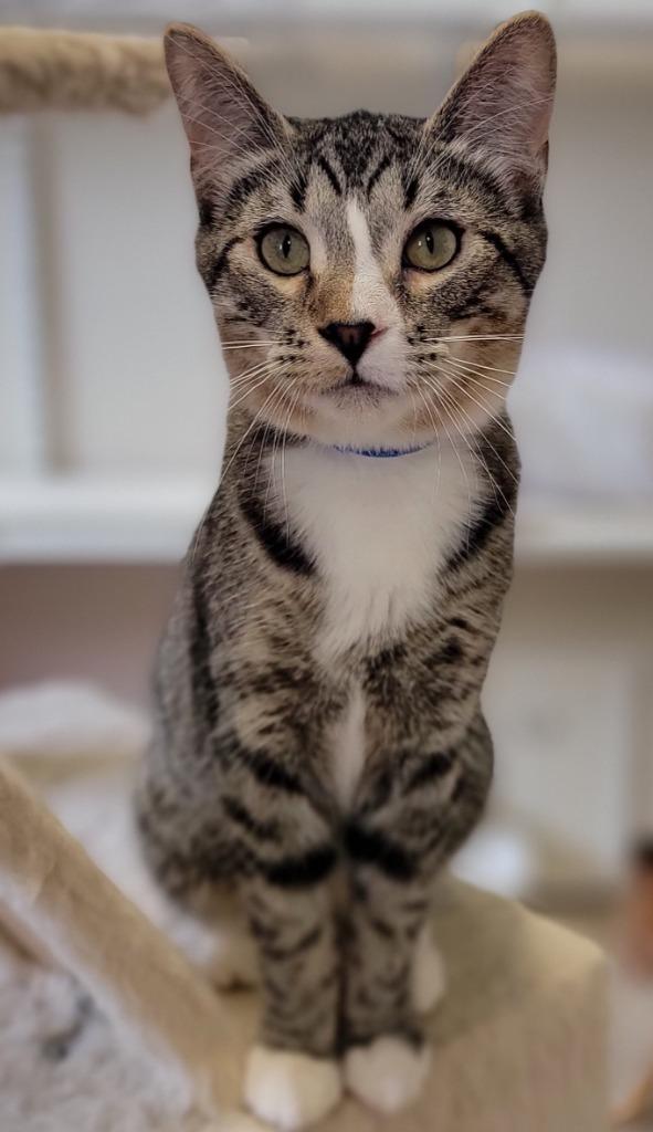 Jabba The Cat thumbnail 4