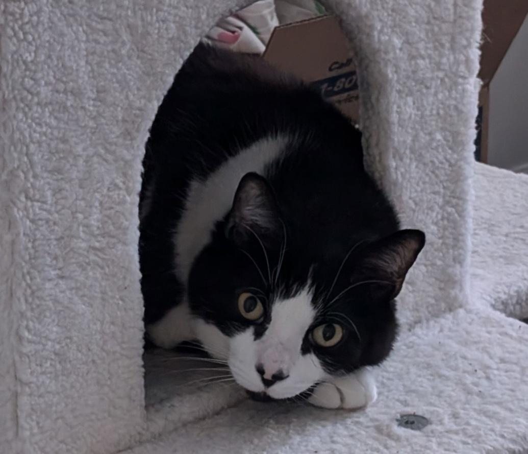 Spiro — thumbnail 5