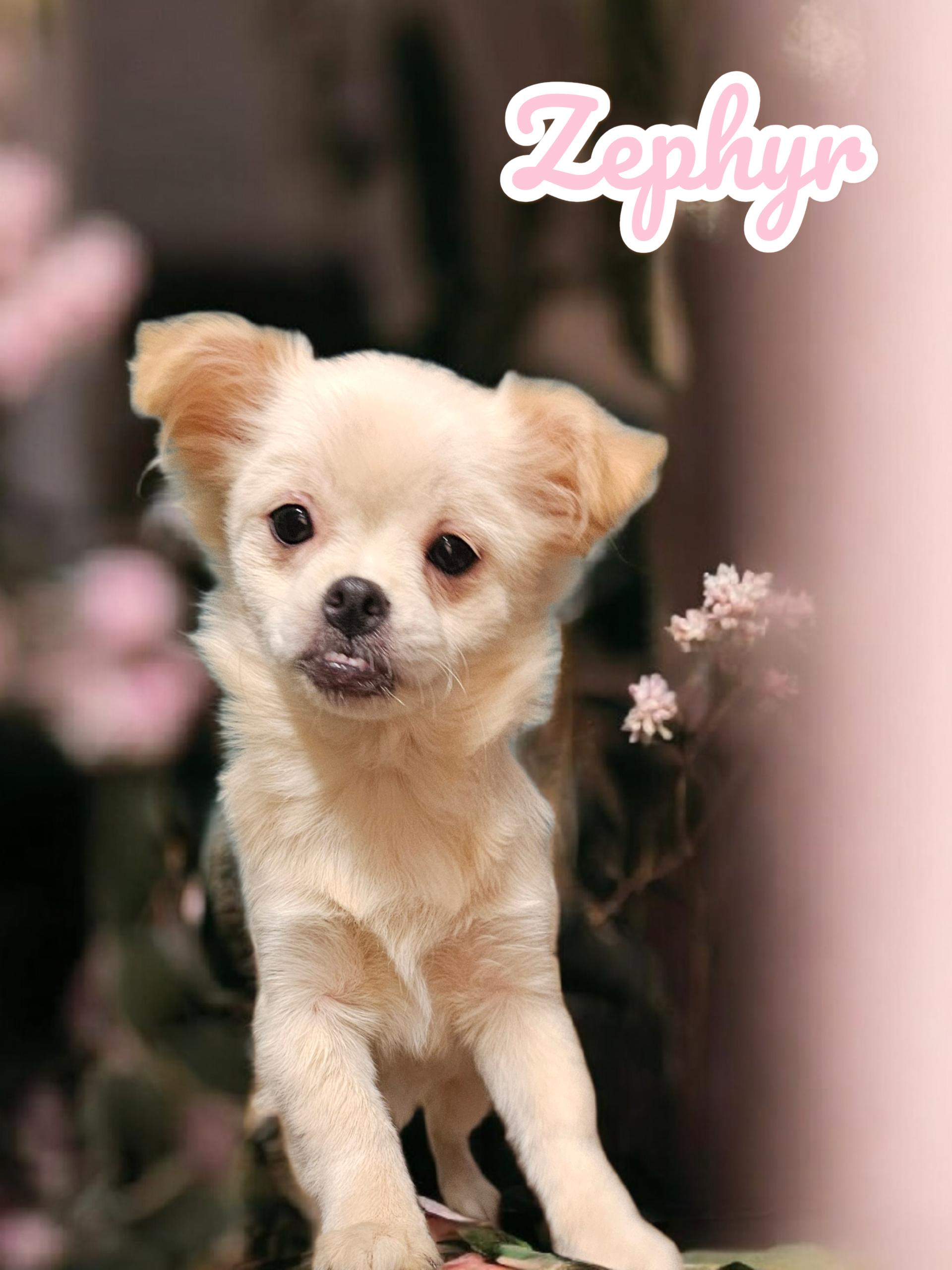 Zephyr , ADOPTABLE, Puppy Female Pekingese & Chihuahua.