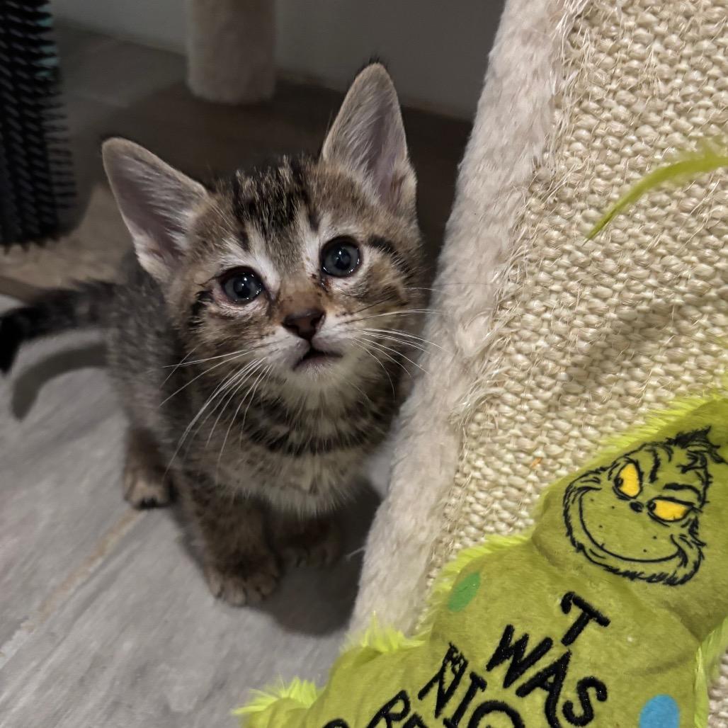 Sprinkles 3, Adoptable, Kitten Female Domestic Short Hair.