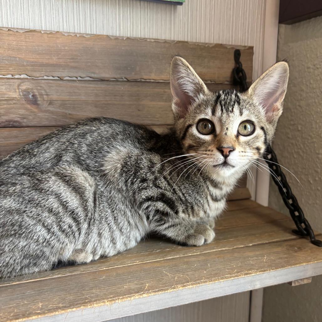 Enlarge Sprinkles 3, a Adoptable Domestic Short Hair in Bulverde, TX image 2/6