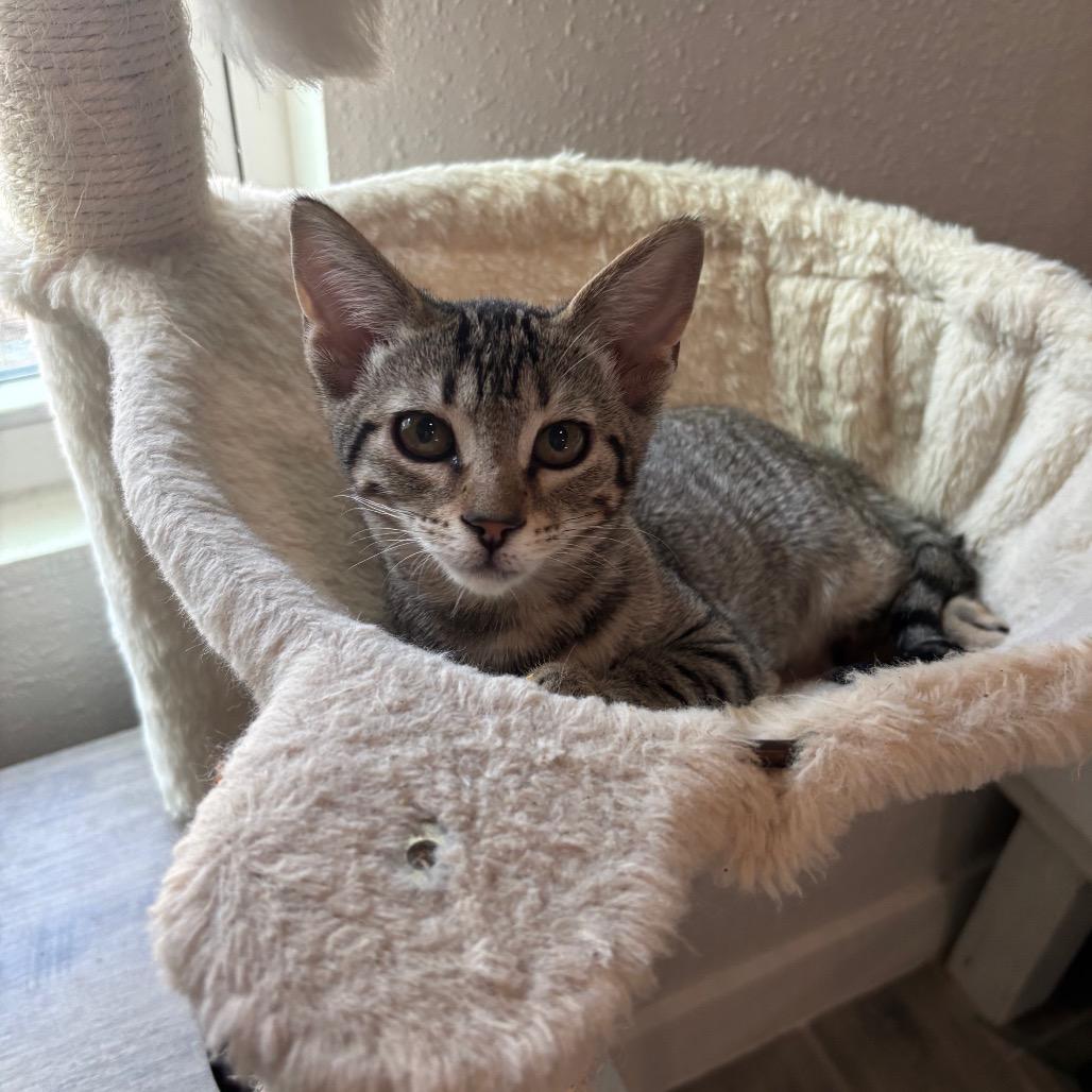 Enlarge Sprinkles 3, a Adoptable Domestic Short Hair in Bulverde, TX image 3/6