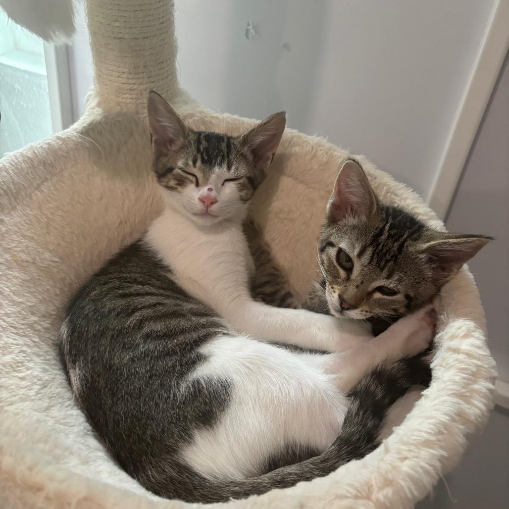 Enlarge Sprinkles 3, a Adoptable Domestic Short Hair in Bulverde, TX image 5/6