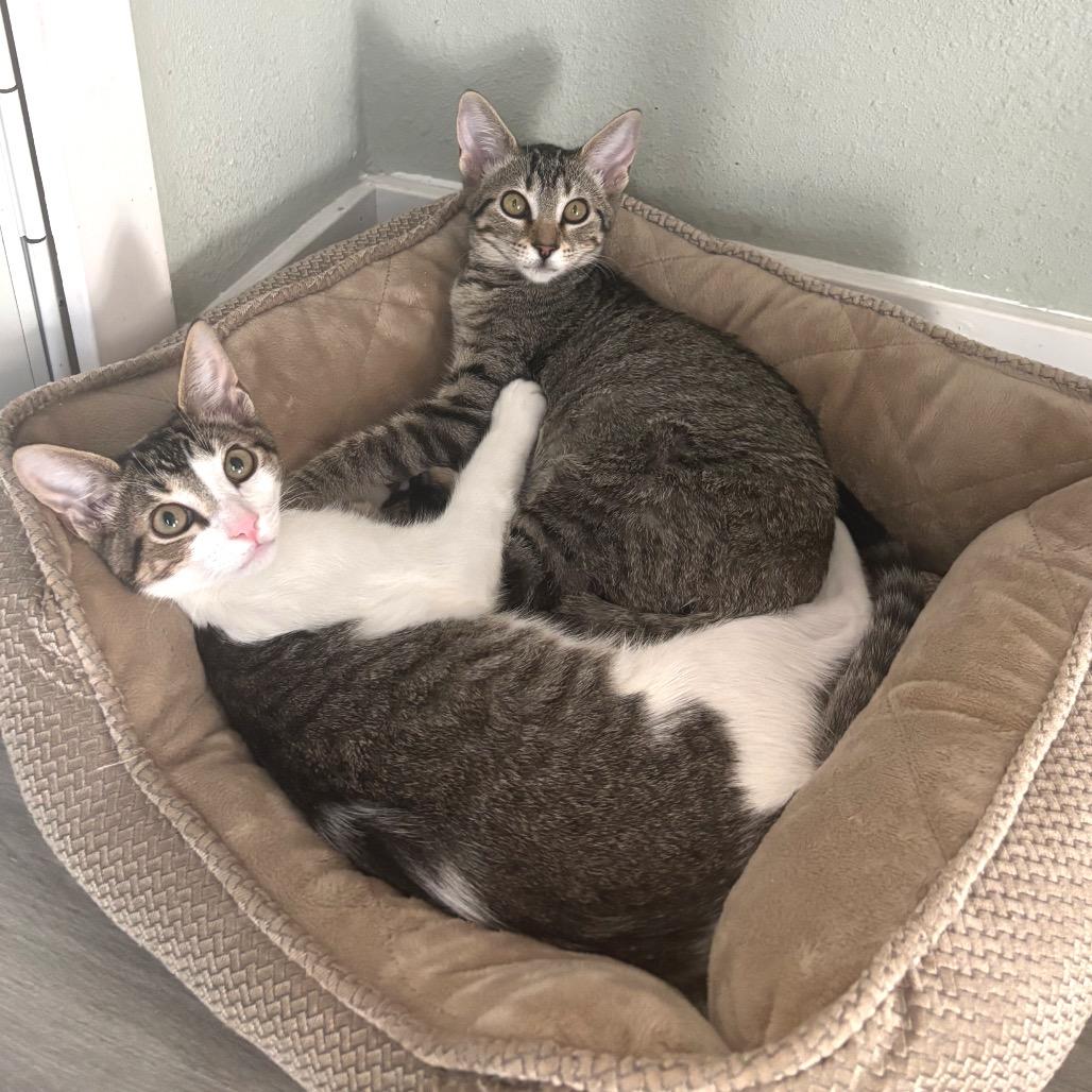 Enlarge Sprinkles 3, a Adoptable Domestic Short Hair in Bulverde, TX image 6/6