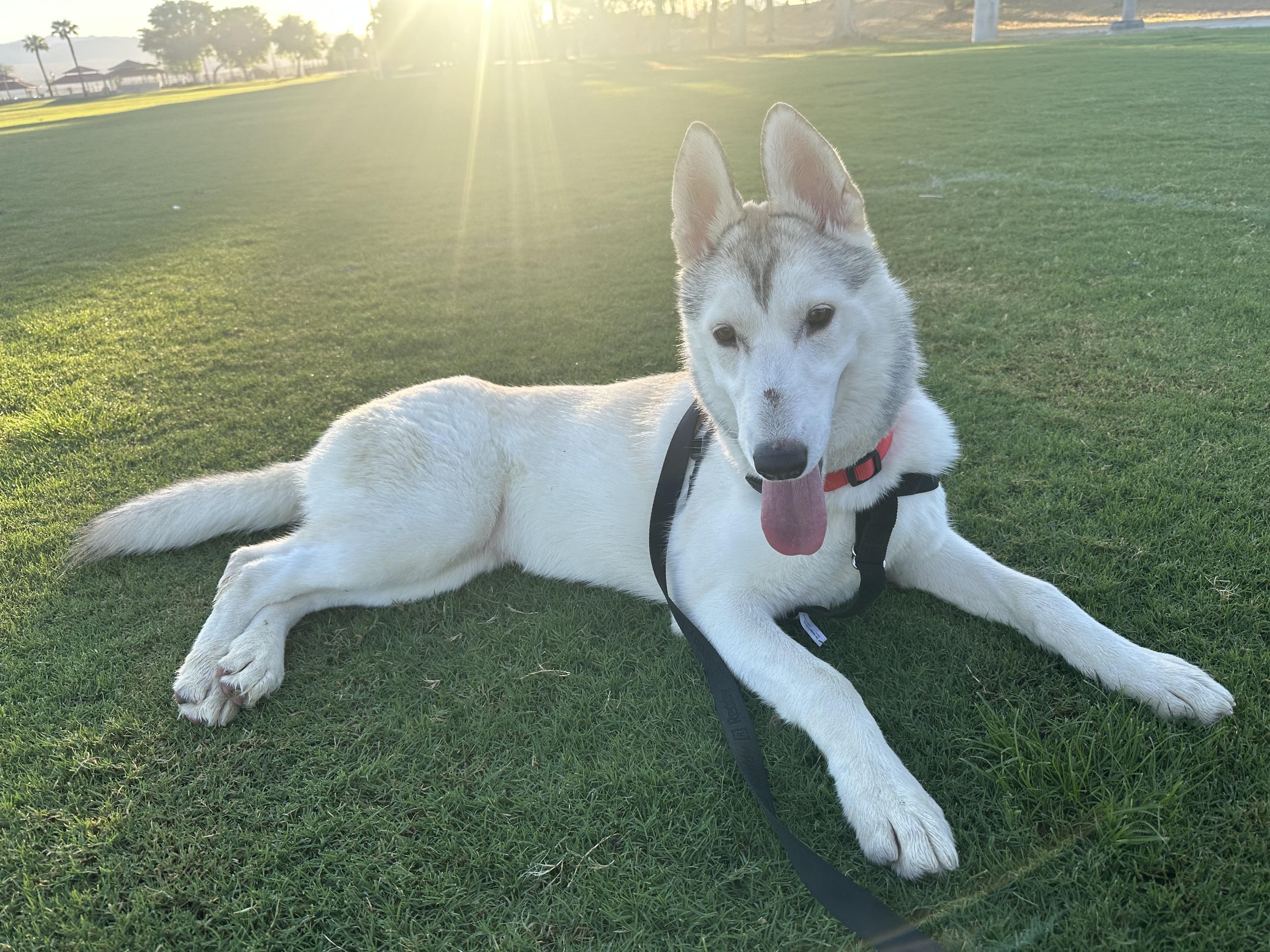 Enlarge Lola, a Adoptable Siberian Husky in Los Angeles, CA image 4/4