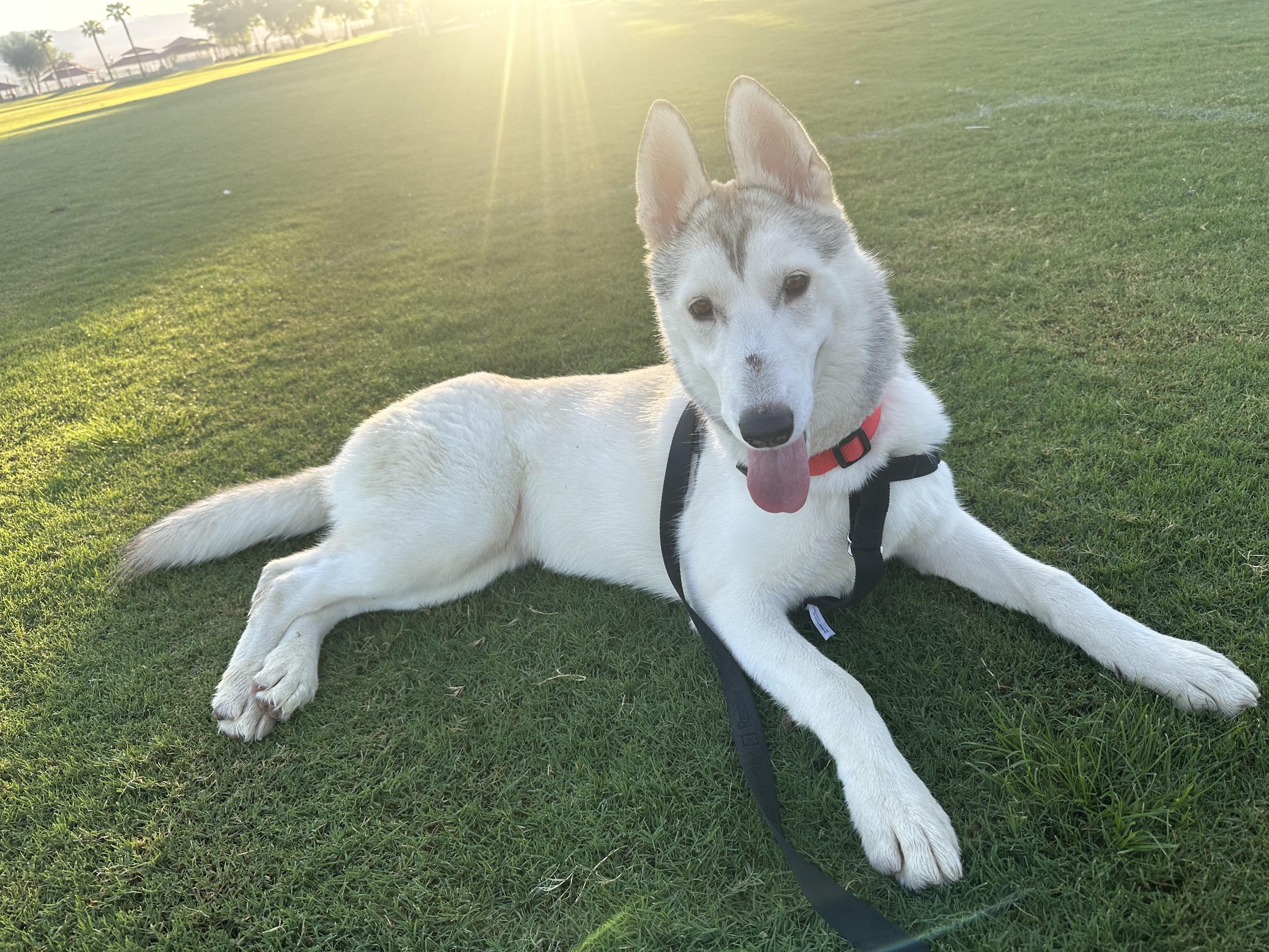 Enlarge Lola, a Adoptable Siberian Husky in Los Angeles, CA image 3/4