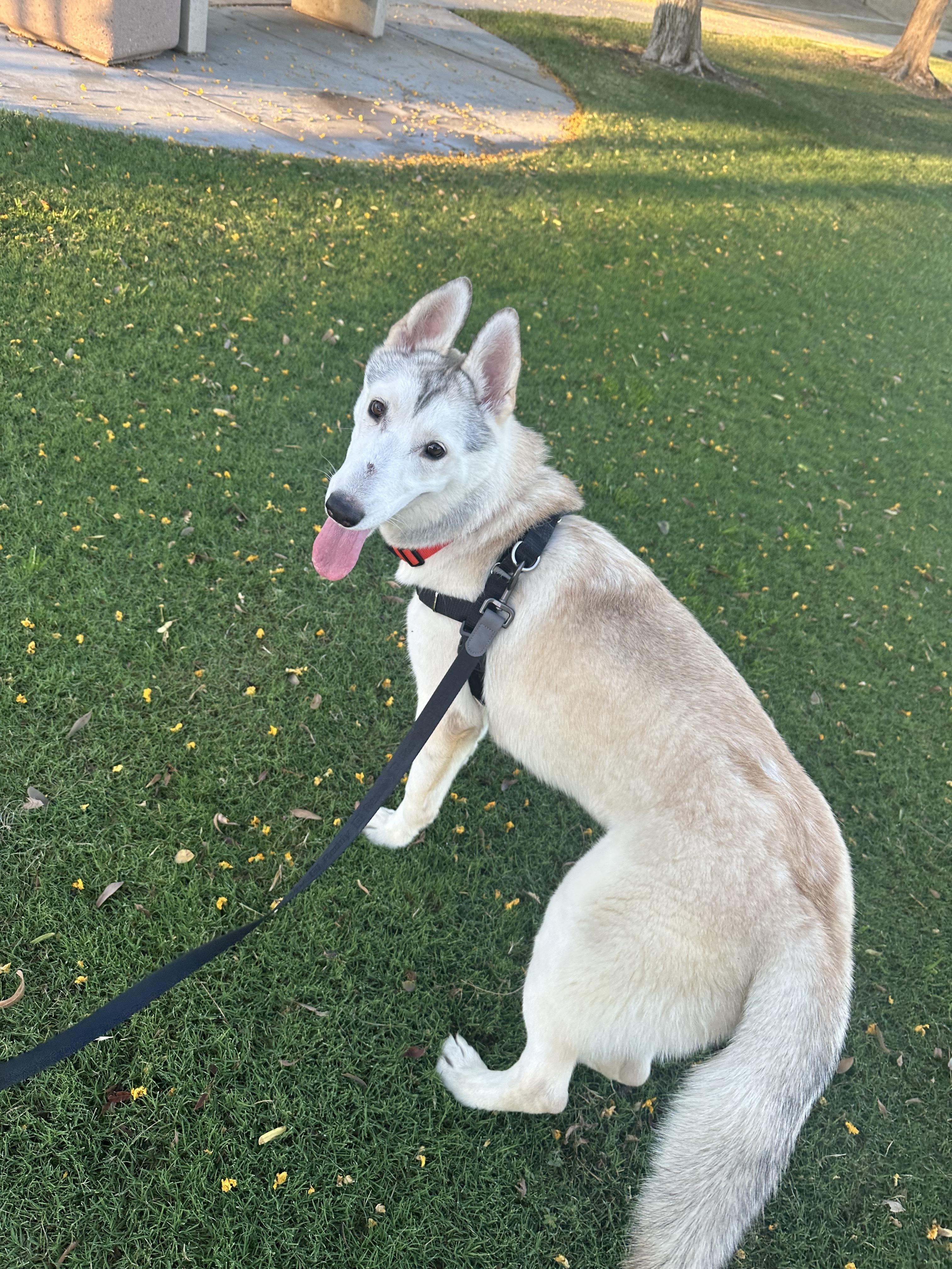 Enlarge Lola, a Adoptable Siberian Husky in Los Angeles, CA image 2/4