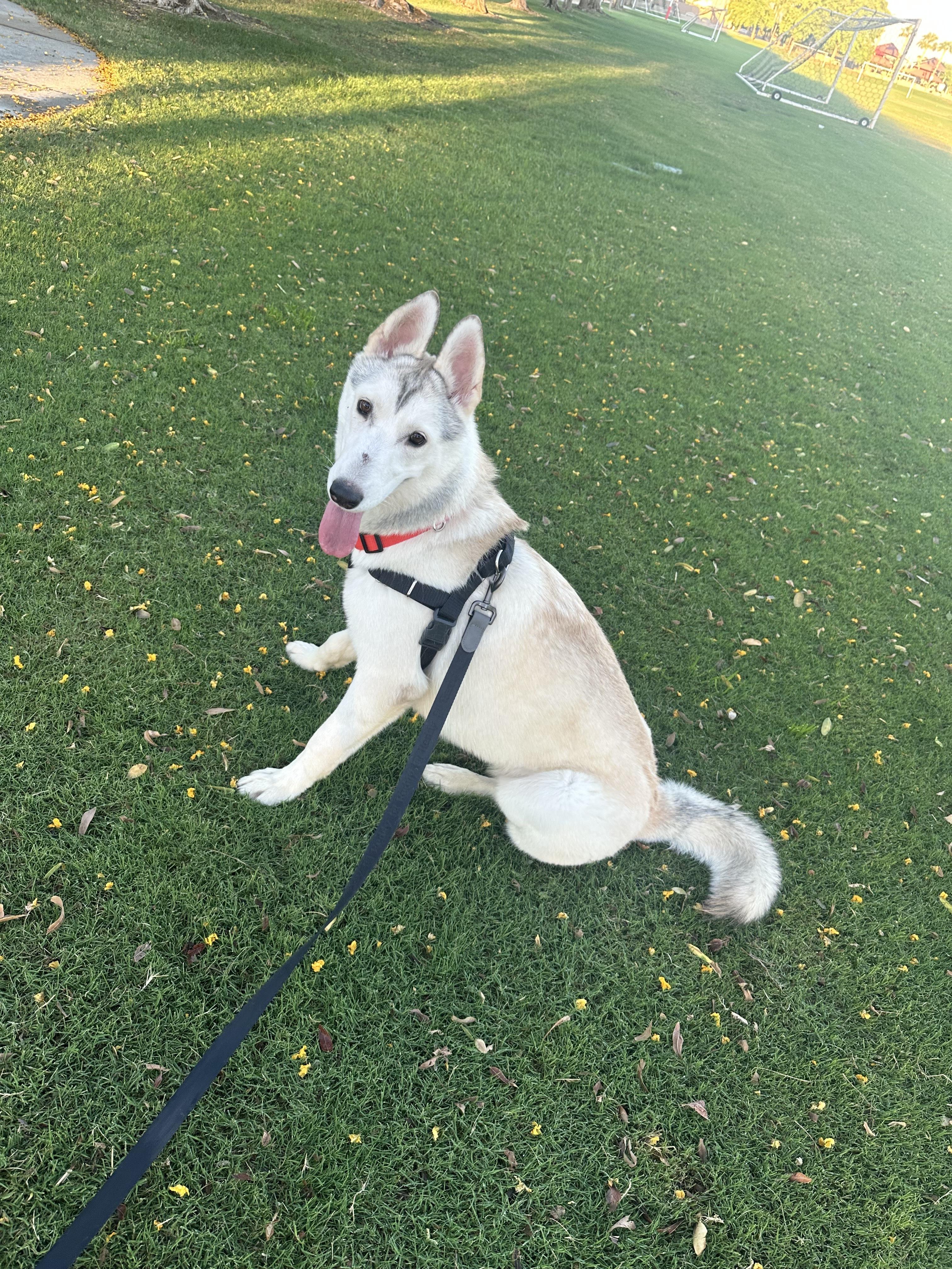 Enlarge Lola, a Adoptable Siberian Husky in Los Angeles, CA image 1/4