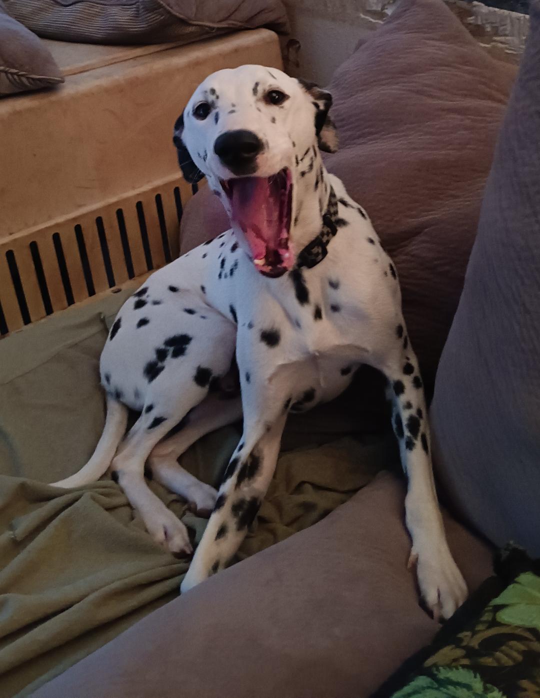 Dash, Adopted, Young Male Dalmatian.