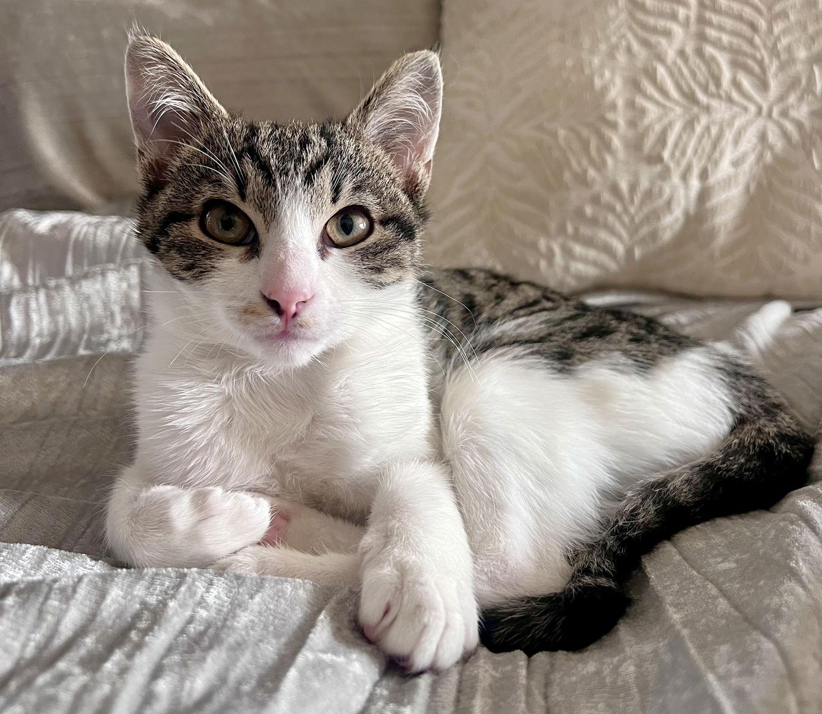 Enlarge Honey Bun and Sugar Button, a Adoptable Domestic Short Hair in Shawnee, KS image 1/3