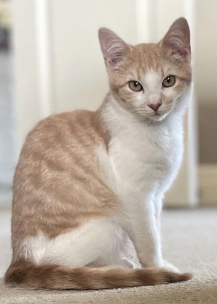 Enlarge Honey Bun and Sugar Button, a Adoptable Domestic Short Hair in Shawnee, KS image 2/3