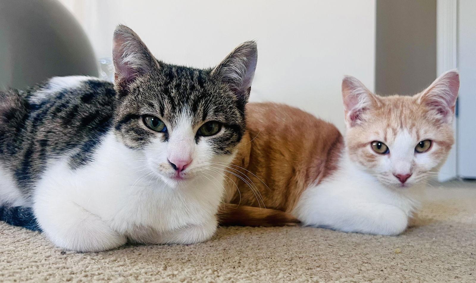 Enlarge Honey Bun and Sugar Button, a Adoptable Domestic Short Hair in Shawnee, KS image 3/3