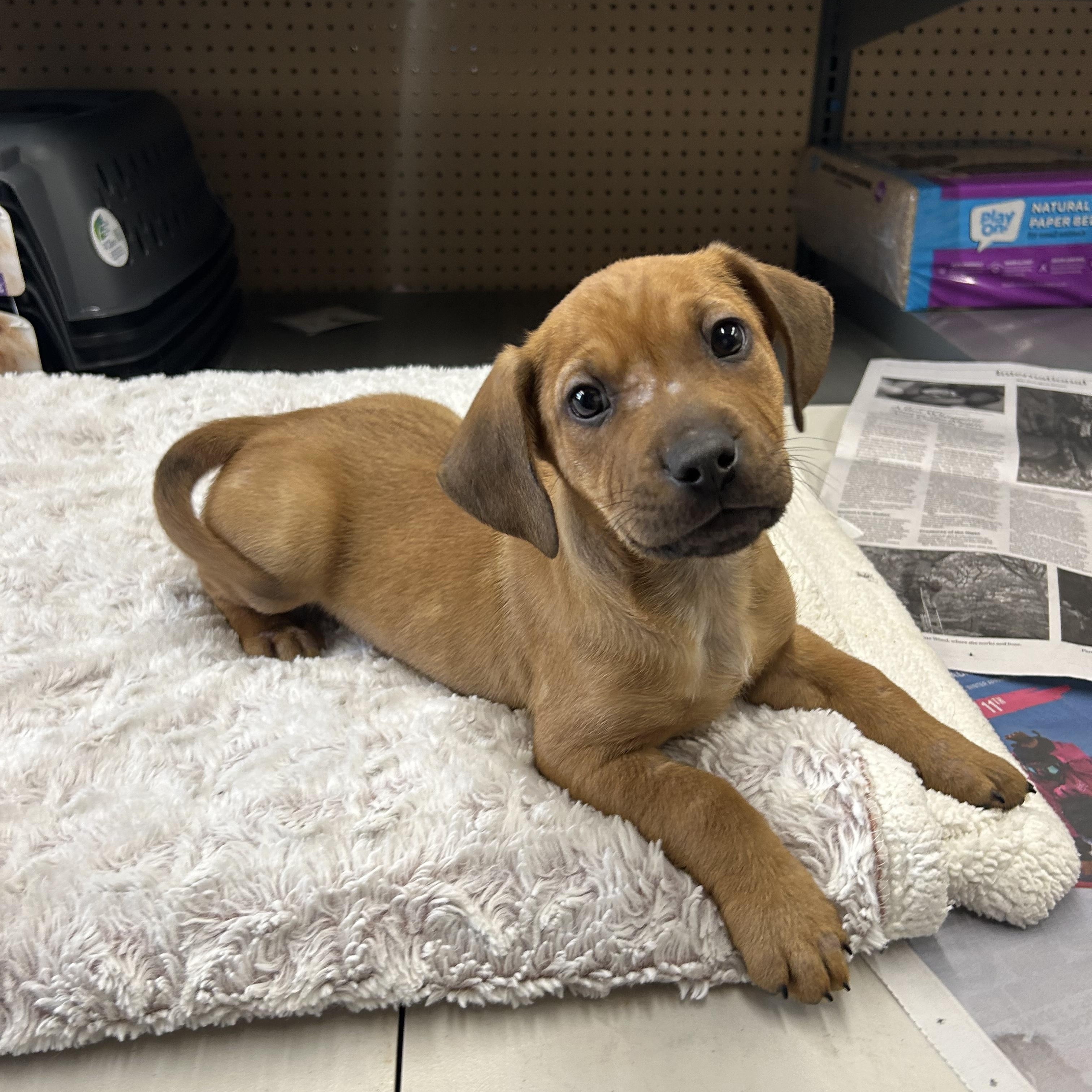 Enlarge Candor, a ADOPTABLE mixed breed in Paramus, NJ image 1/5