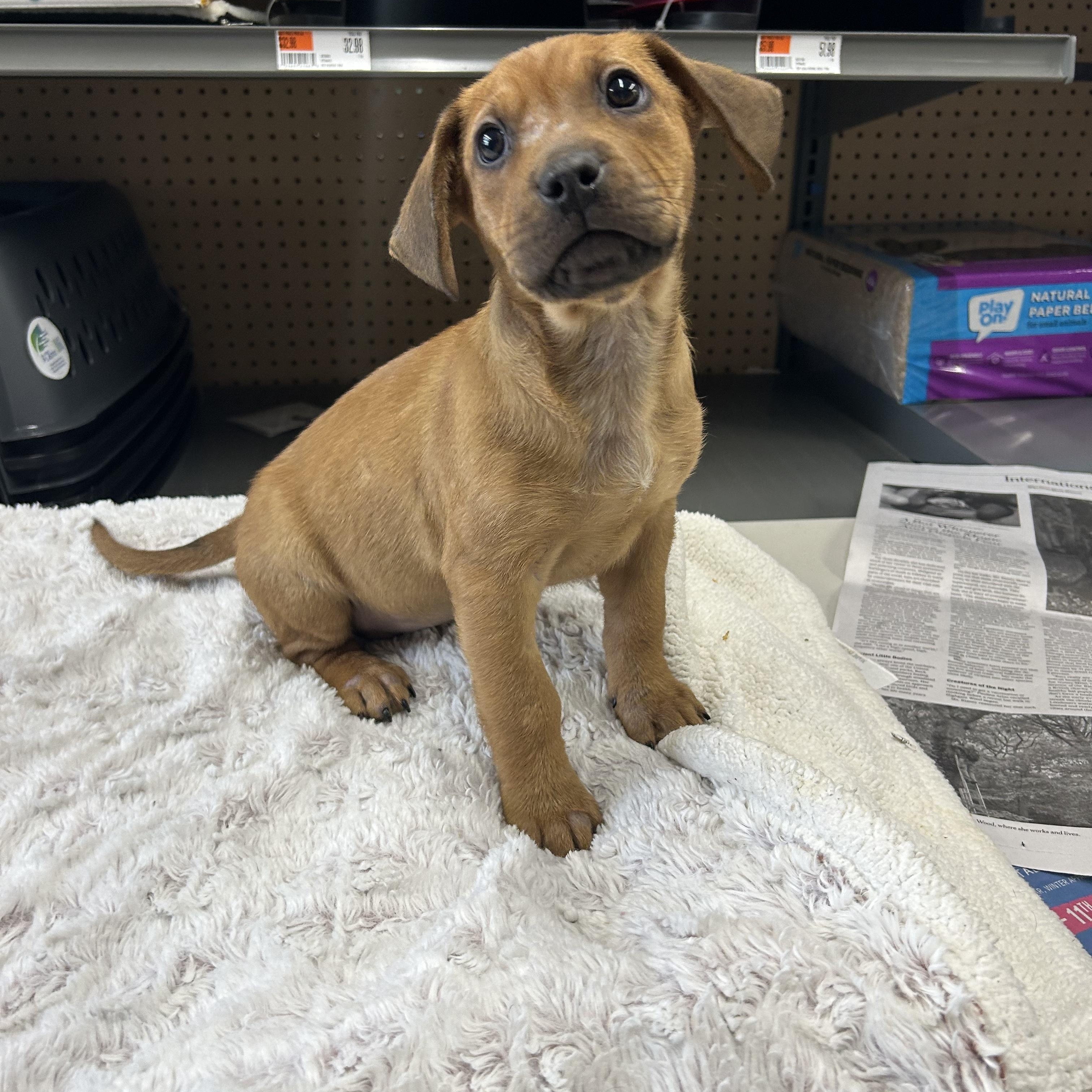 Enlarge Candor, a ADOPTABLE mixed breed in Paramus, NJ image 2/5