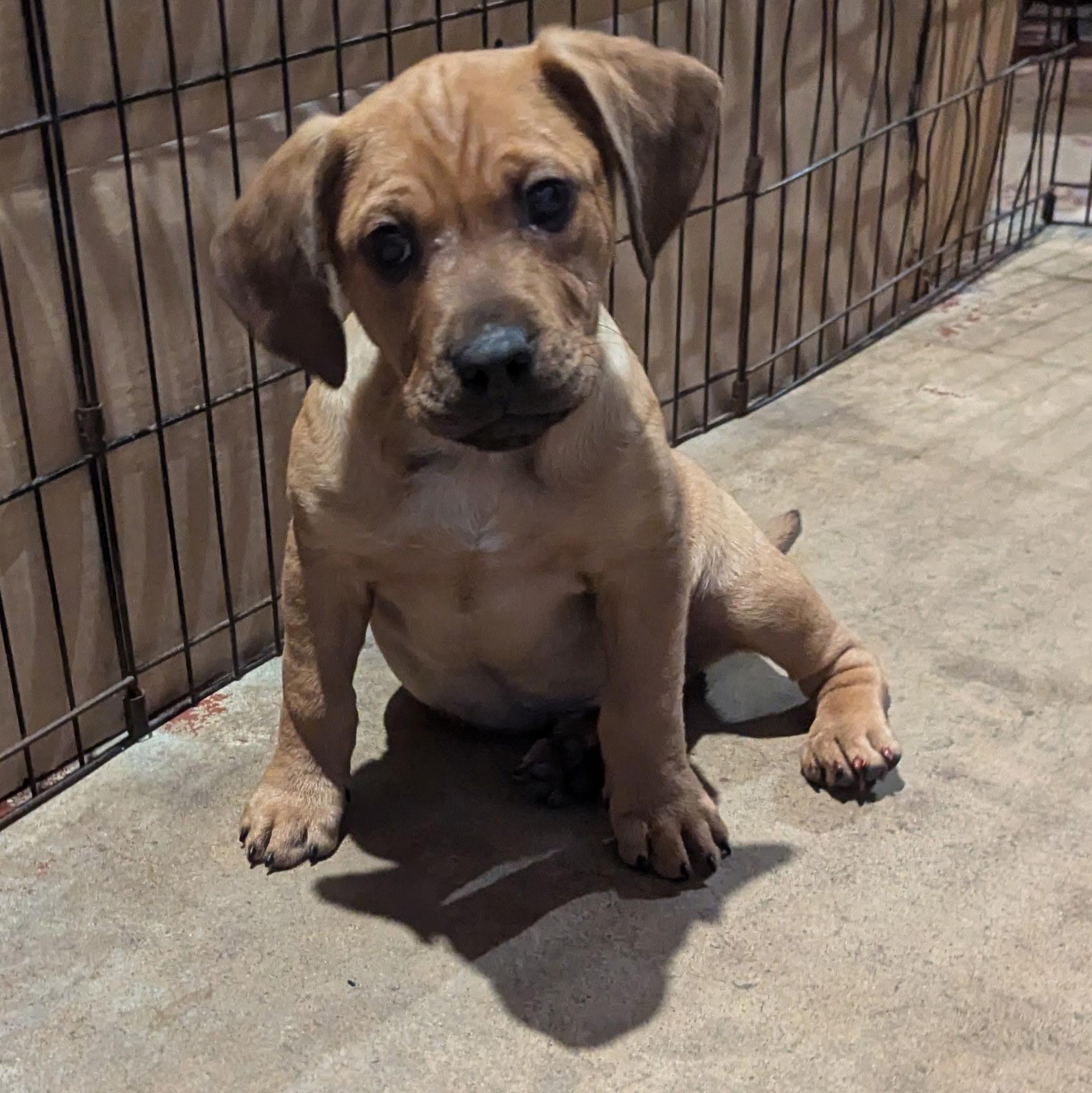 Enlarge Candor, a ADOPTABLE mixed breed in Paramus, NJ image 4/5