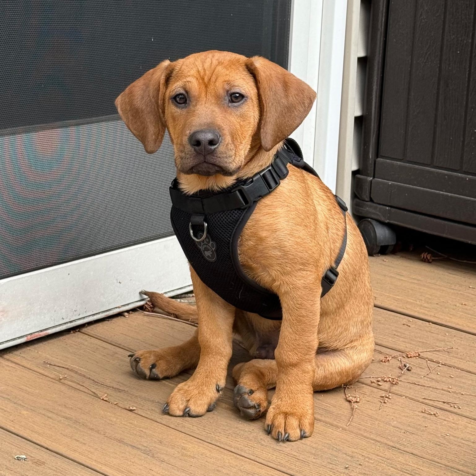 Enlarge Candor, a ADOPTABLE mixed breed in Paramus, NJ image 1/5