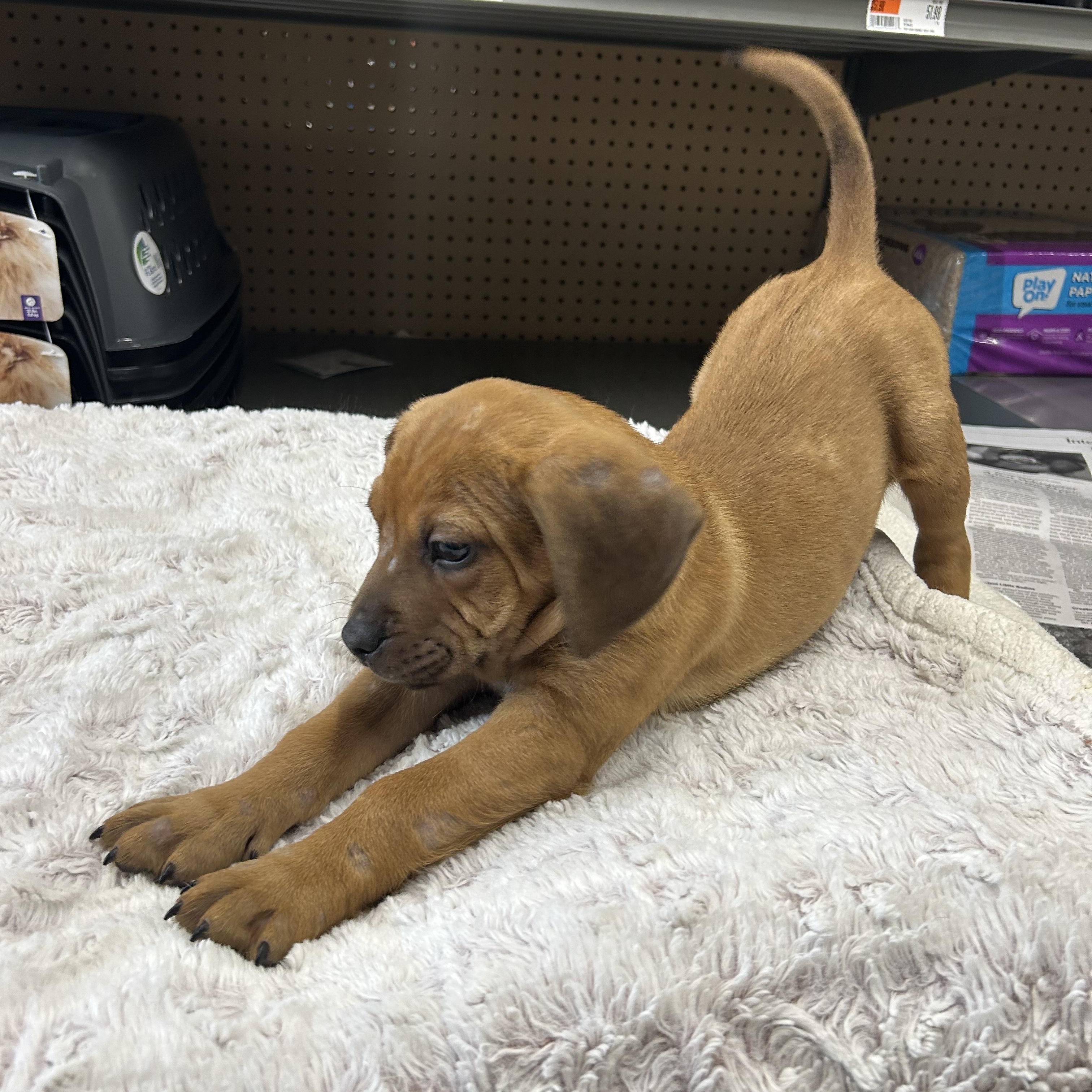 Enlarge Candor, a ADOPTABLE mixed breed in Paramus, NJ image 5/5