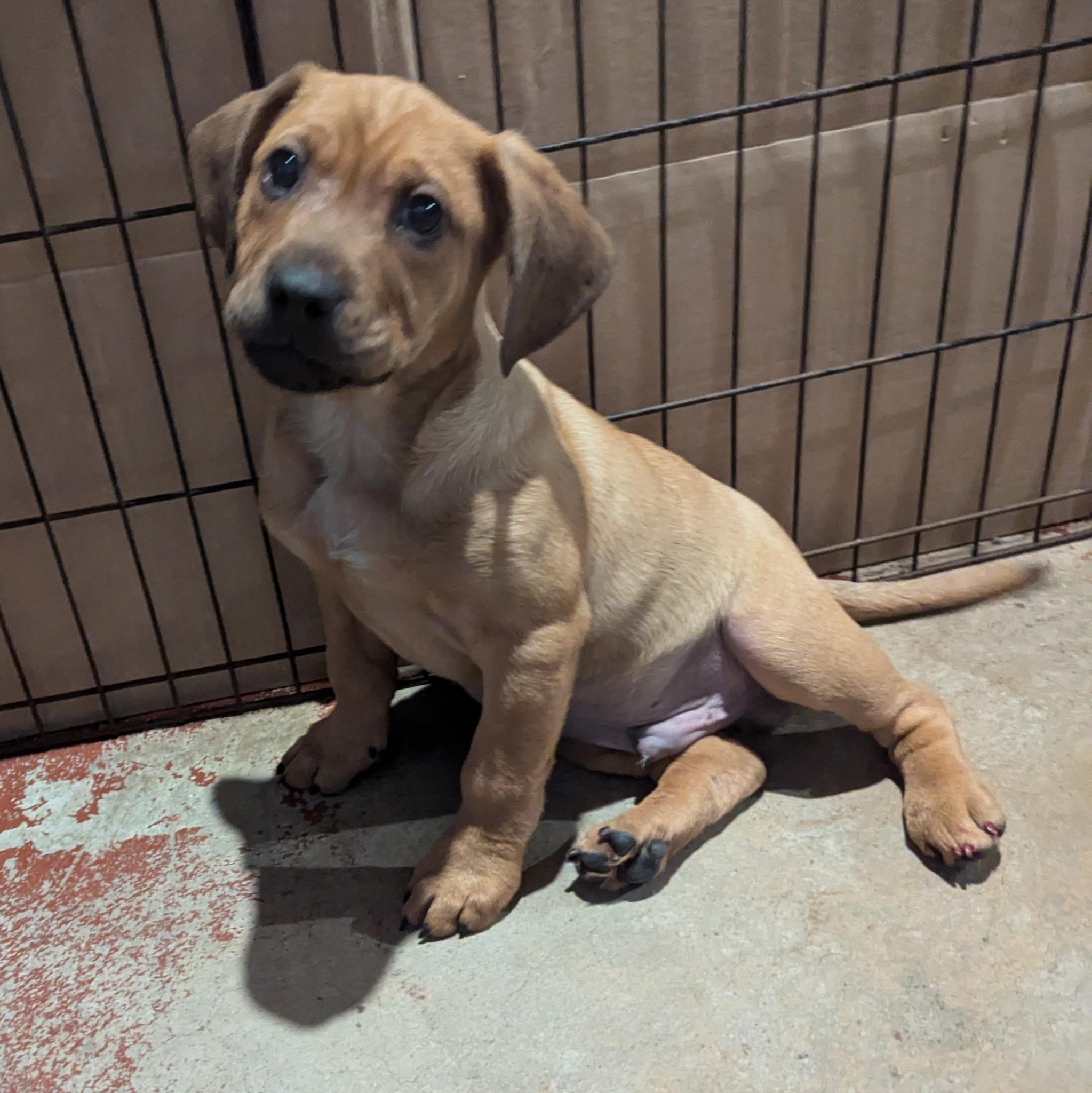 Enlarge Candor, a ADOPTABLE mixed breed in Paramus, NJ image 3/5