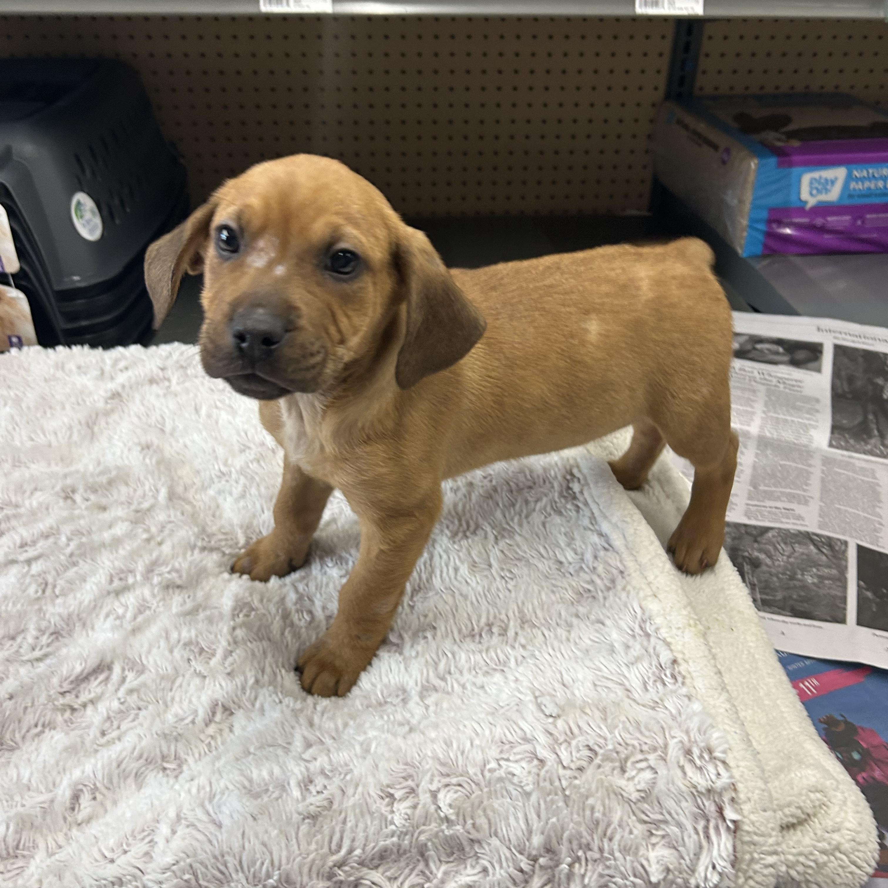 Enlarge Candor, a ADOPTABLE mixed breed in Paramus, NJ image 3/5