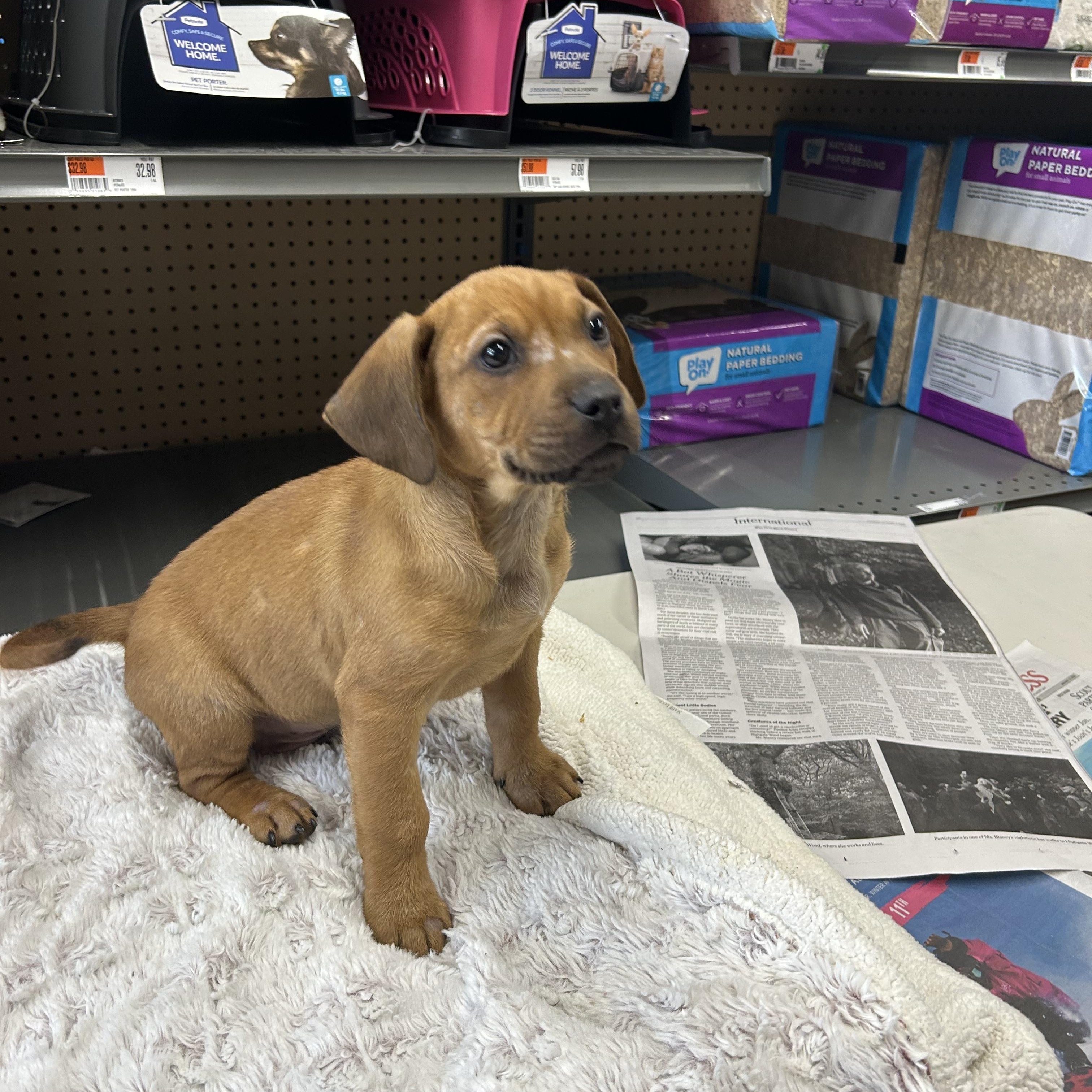 Enlarge Candor, a ADOPTABLE mixed breed in Paramus, NJ image 4/5