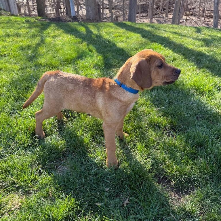 Enlarge Candor, a ADOPTABLE mixed breed in Paramus, NJ image 2/5