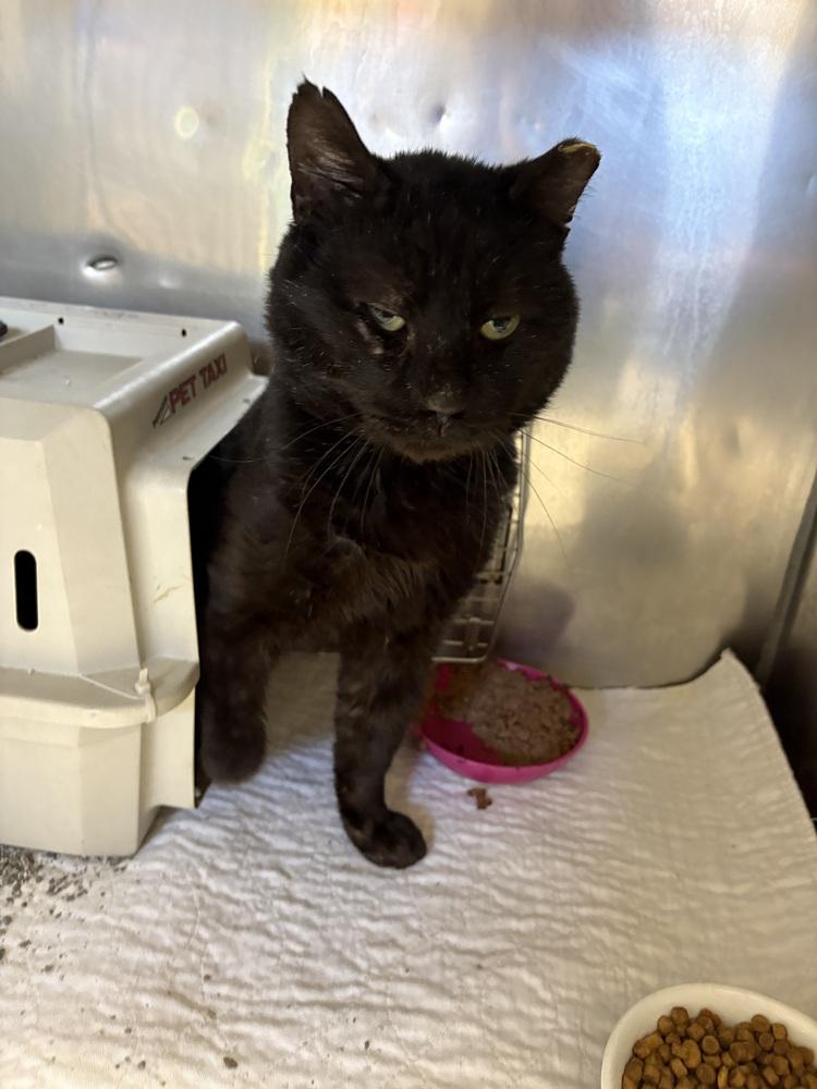 Black Jack - Shop Cat/Barn Cat/Indoor-Outdoor, Adoptable, Senior Male Domestic Short Hair.