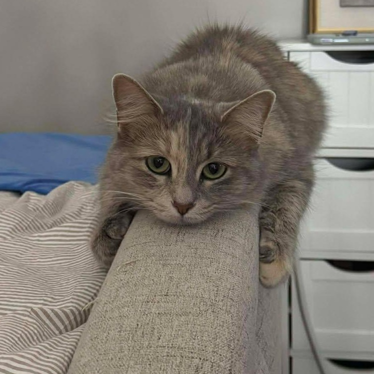 Tali, ADOPTABLE, Adult Female Dilute Tortoiseshell.