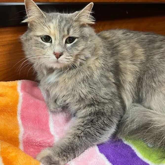 Tali, ADOPTABLE, Adult Female Dilute Tortoiseshell.